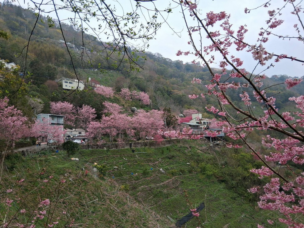 桃園復興區櫻花盛開 歡迎民眾二天一夜遊盡北橫公路豐富景點 - https://www.watchmedia01.com
