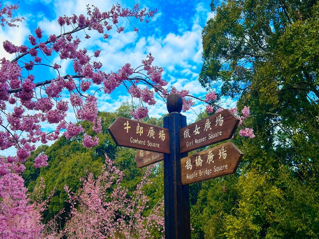 台灣最美的情人櫻花道怒放中 福壽山千櫻園人生必賞一次 - https://www.watchmedia01.com