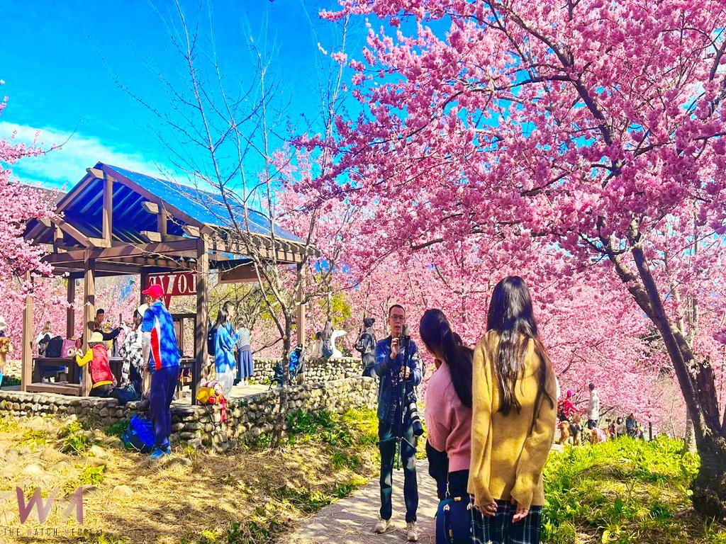 台灣最美的情人櫻花道怒放中 福壽山千櫻園人生必賞一次 - https://www.watchmedia01.com