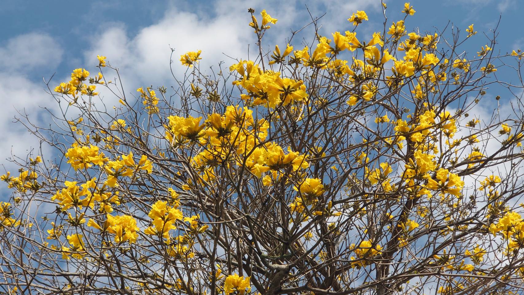 （有影片）／芬園黃花風鈴木大爆發　3月4日至8日最美　必拍夢幻金黃雨 - https://www.watchmedia01.com