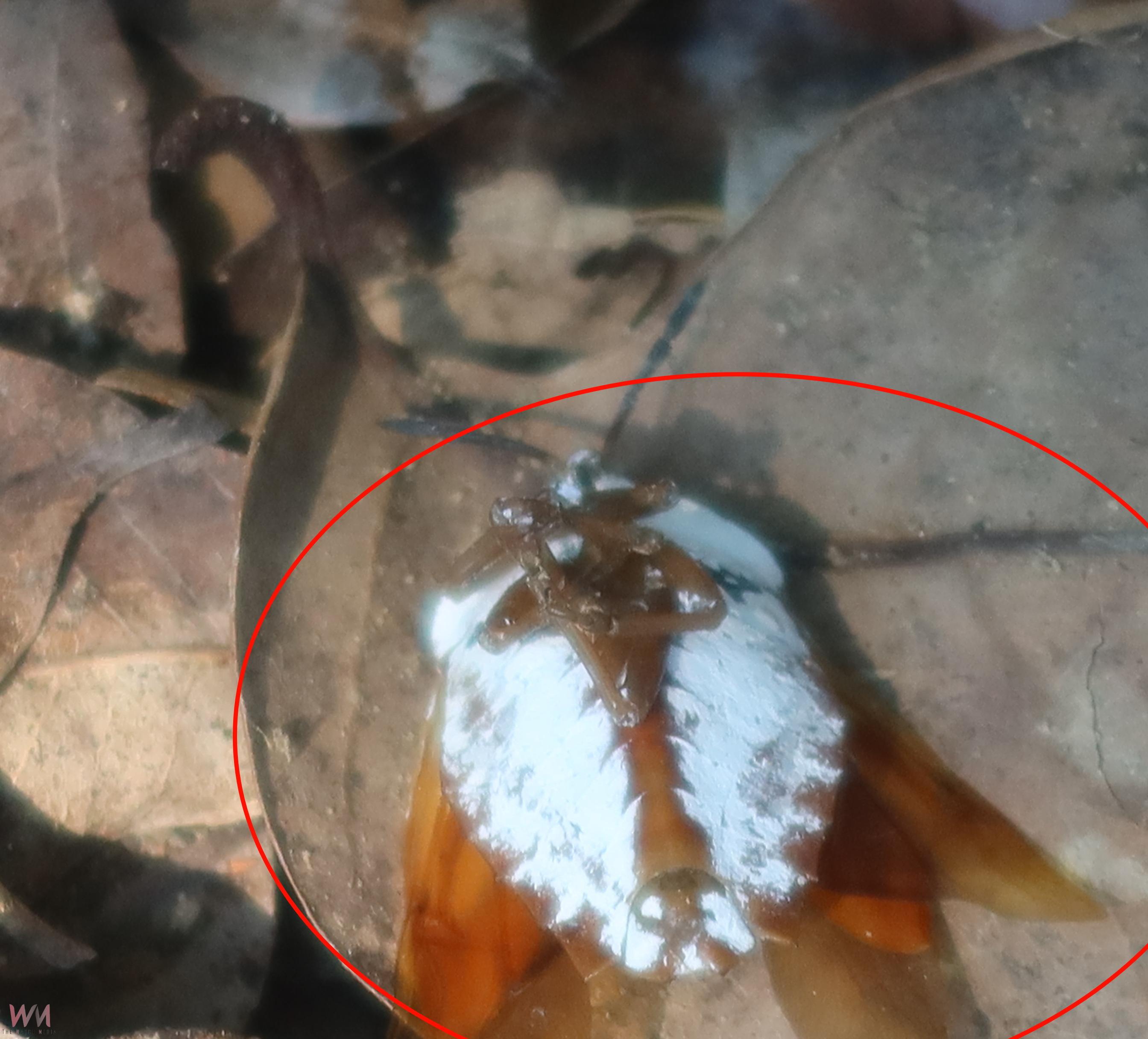 （有影片）／主動出擊！荔枝椿象蠢蠢欲動　社頭鄉展開荔枝椿象防治行動 - https://www.watchmedia01.com