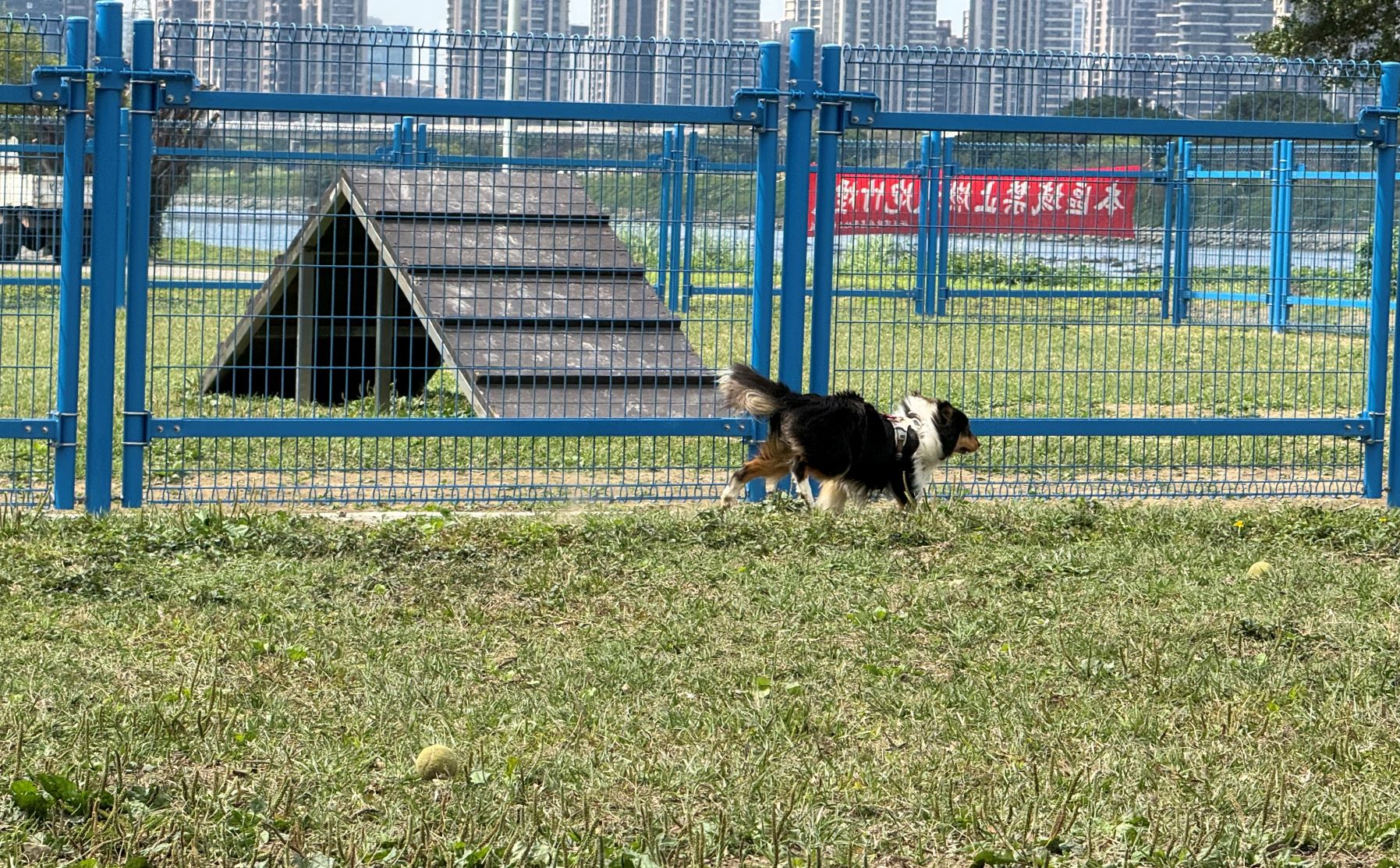 讓毛孩盡情奔跑!永和綠寶石寵物公園更新安全圍籬 - https://www.watchmedia01.com