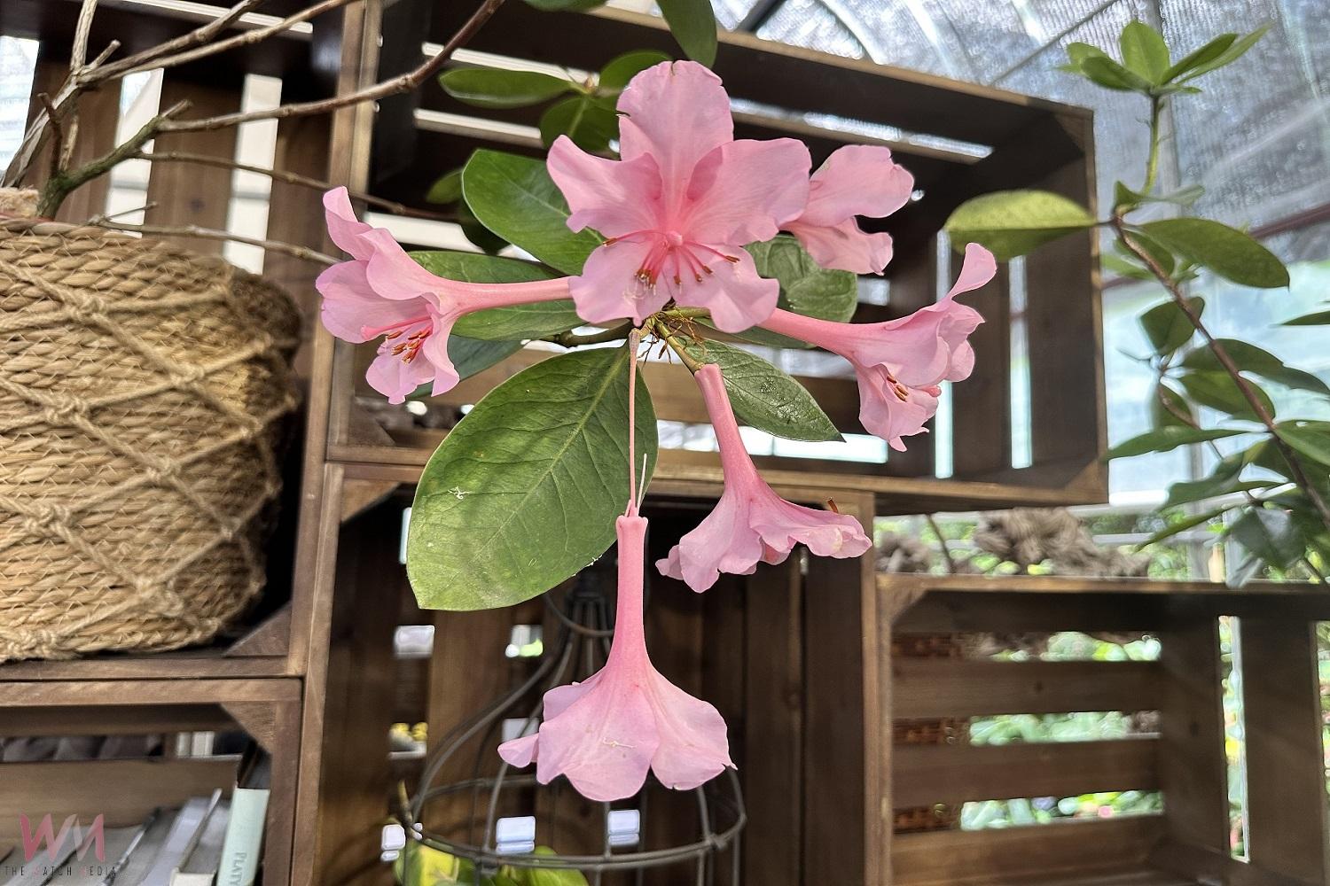 百大青農陳兆倫多年種植的著生杜鵑雨林花季15日盛大開幕—20種少見花色首次公開展出 - https://www.watchmedia01.com