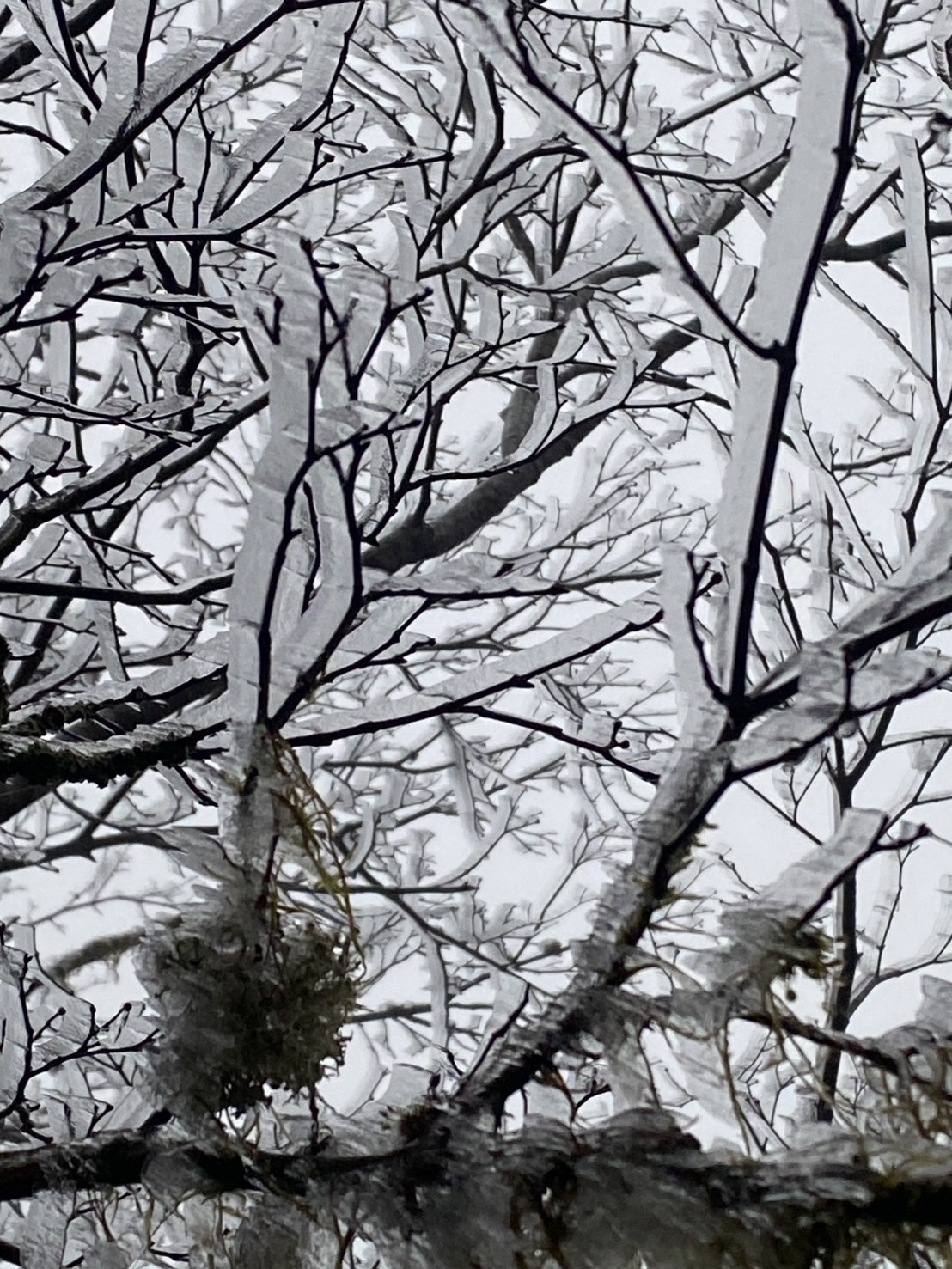 乾冷！太平山未見冰雪 遊樂區早上6點正常開園 - https://www.watchmedia01.com