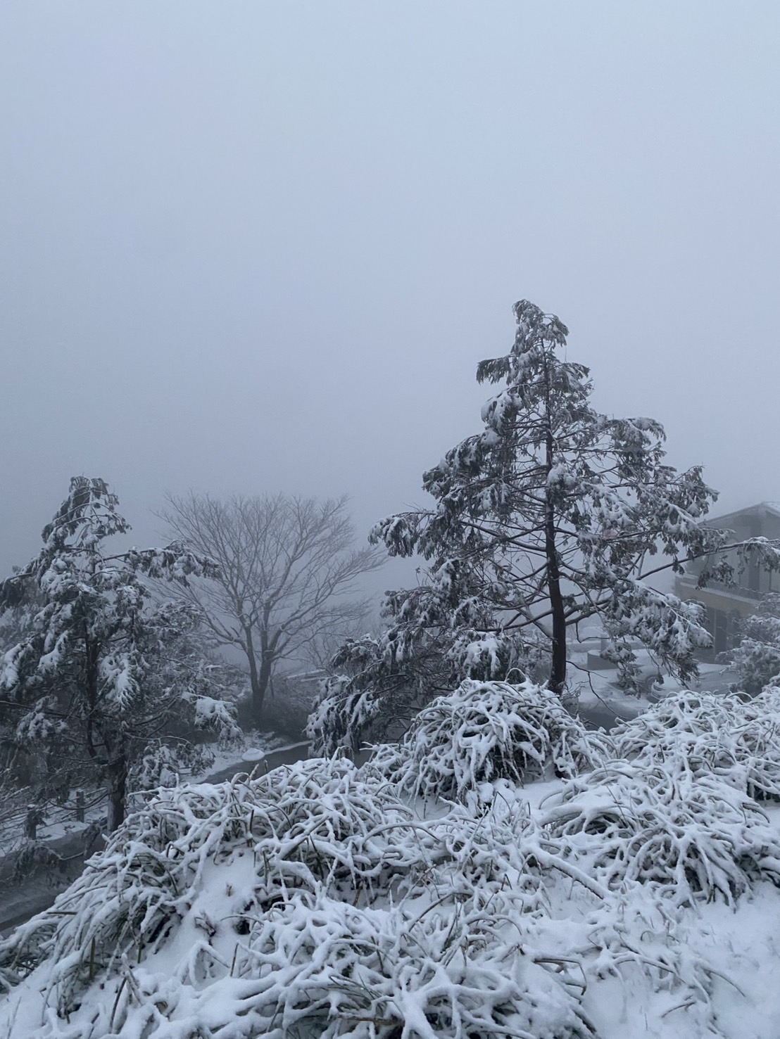 雪景再現！3月寒流來襲太平山一片雪白美景 - https://www.watchmedia01.com