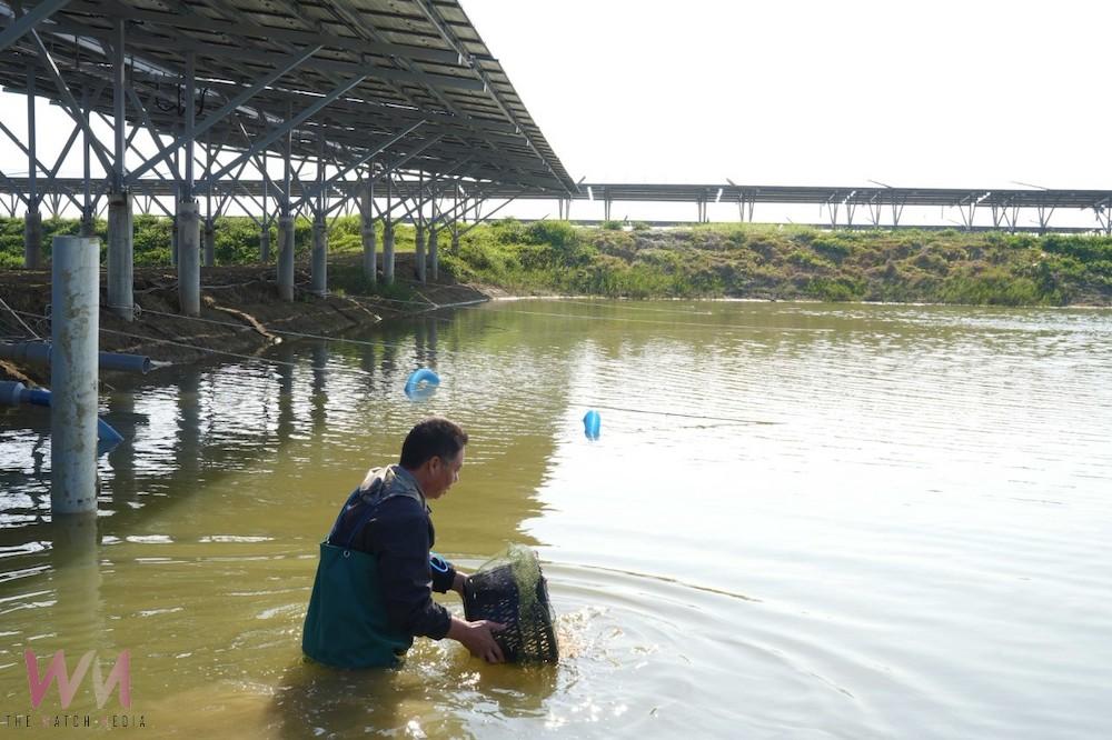 台泥綠能撤對養殖戶求償並進場養殖　冀望能源轉型共生共榮 - https://www.watchmedia01.com