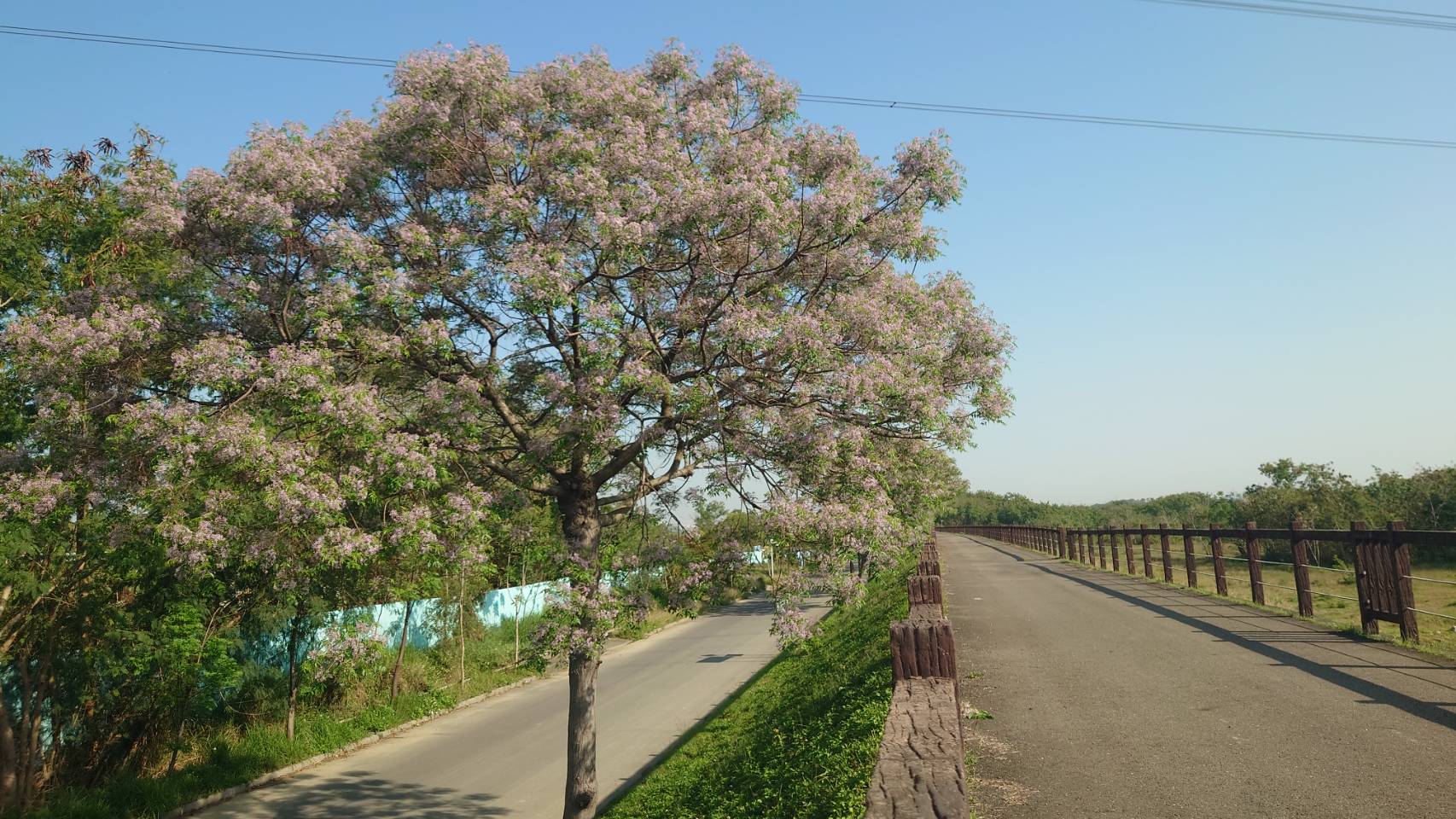 爆美!苦楝花盛開季 白紫花海如夢如幻 遊客大讚秘境美景 - https://www.watchmedia01.com