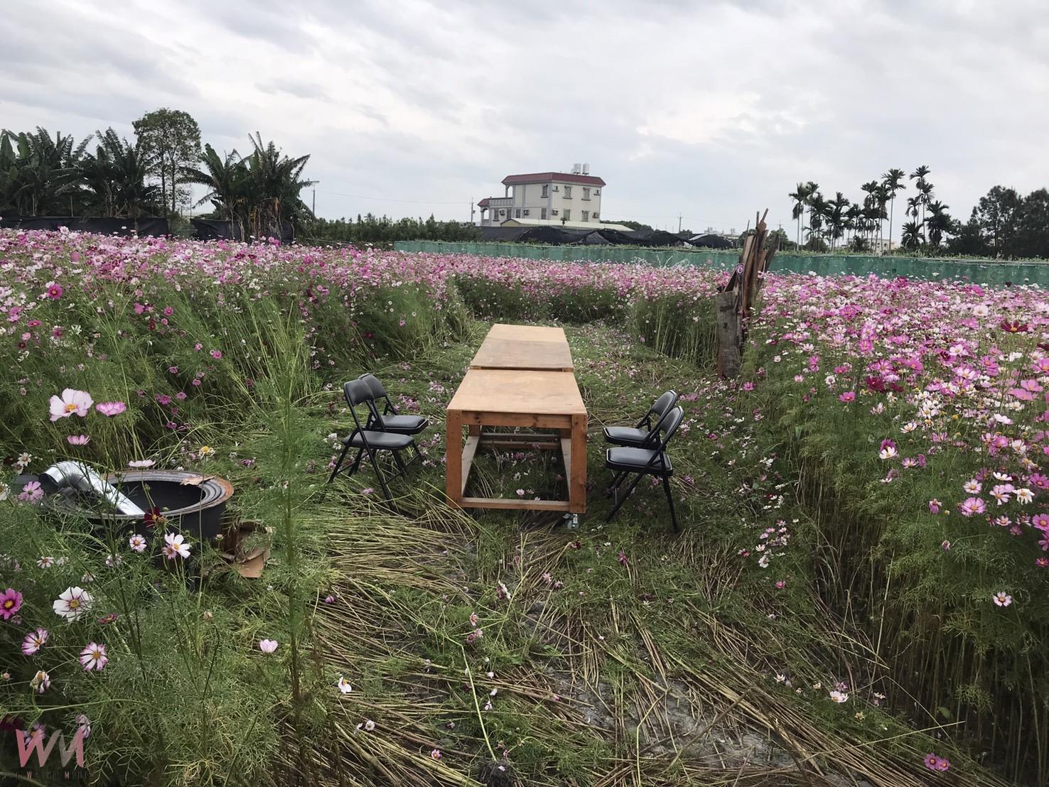（有影片）／風雨無情花田有情　田尾波斯菊下午茶活動取消令人不捨 - https://www.watchmedia01.com