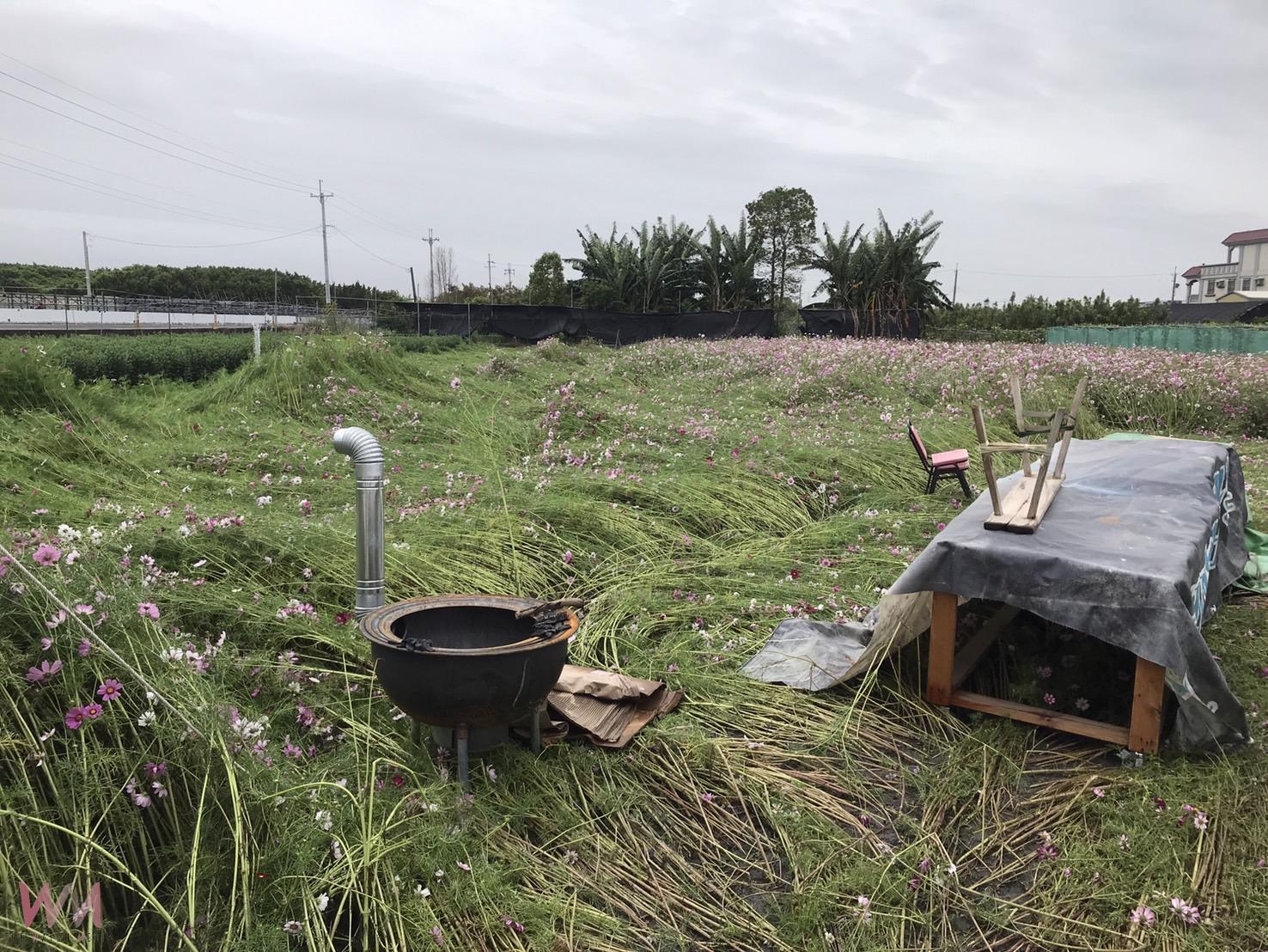 （有影片）／風雨無情花田有情　田尾波斯菊下午茶活動取消令人不捨 - https://www.watchmedia01.com
