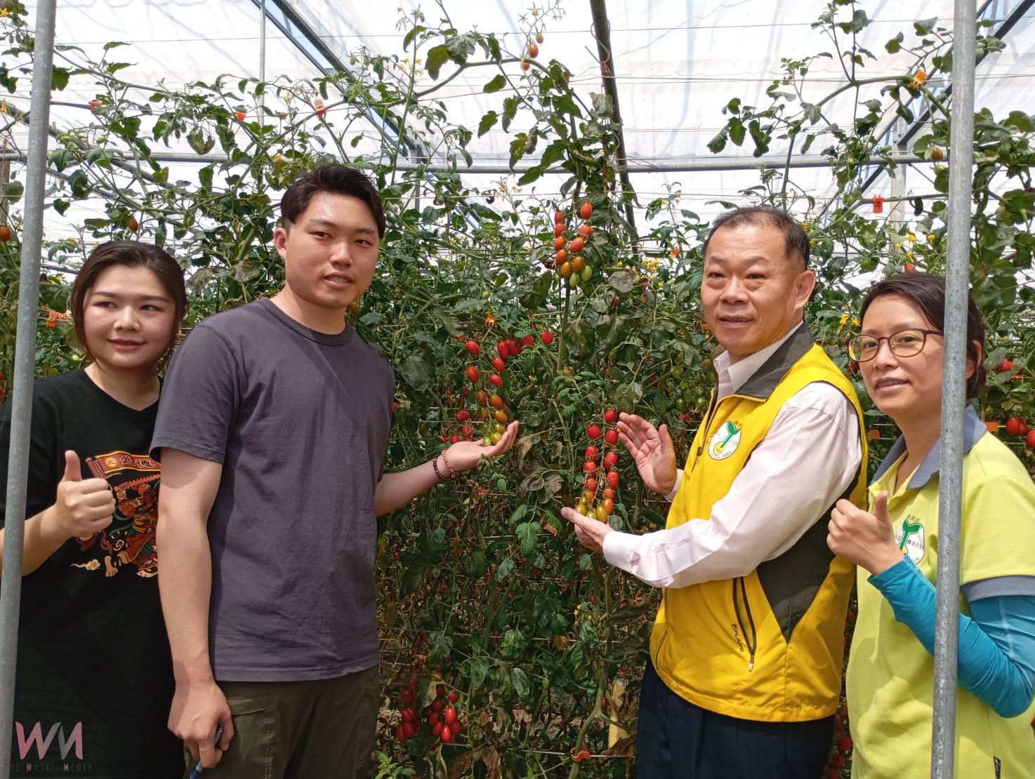 返鄉青年創新防治!蘇員億以椿象抗粉蝨、成功延長小蕃茄收成期 - https://www.watchmedia01.com
