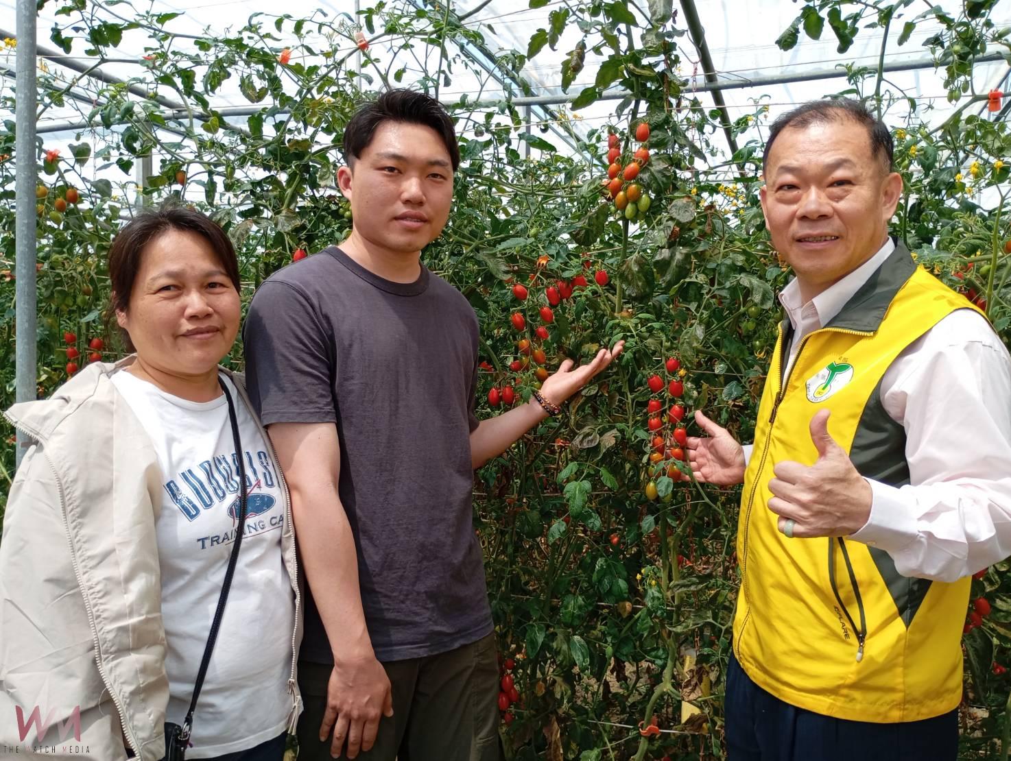 返鄉青年創新防治！蘇員億以椿象抗粉蝨、成功延長小蕃茄收成期 - https://www.watchmedia01.com