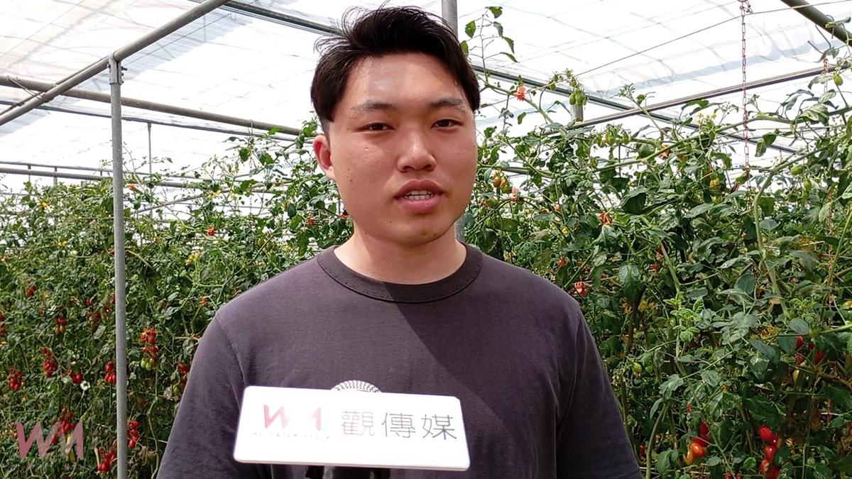 返鄉青年創新防治！蘇員億以椿象抗粉蝨、成功延長小蕃茄收成期 - https://www.watchmedia01.com