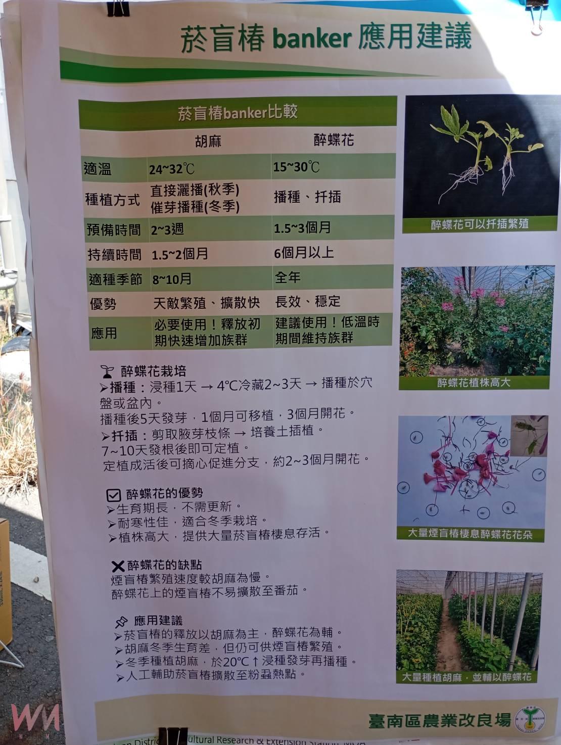 返鄉青年創新防治！蘇員億以椿象抗粉蝨、成功延長小蕃茄收成期 - https://www.watchmedia01.com