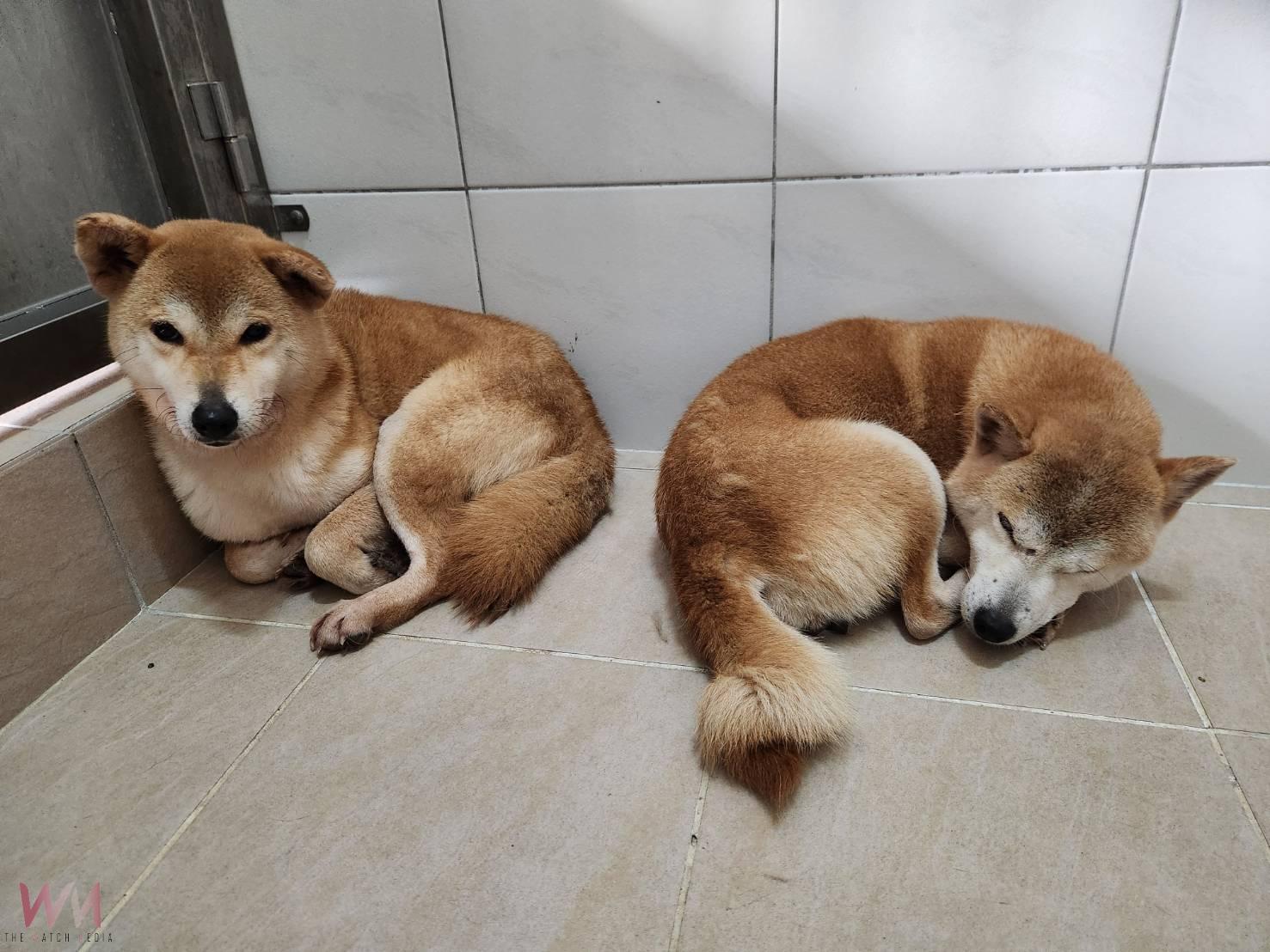 多隻柴犬遭遺棄 竹縣動保所救援查辦最重罰40萬元 - https://www.watchmedia01.com