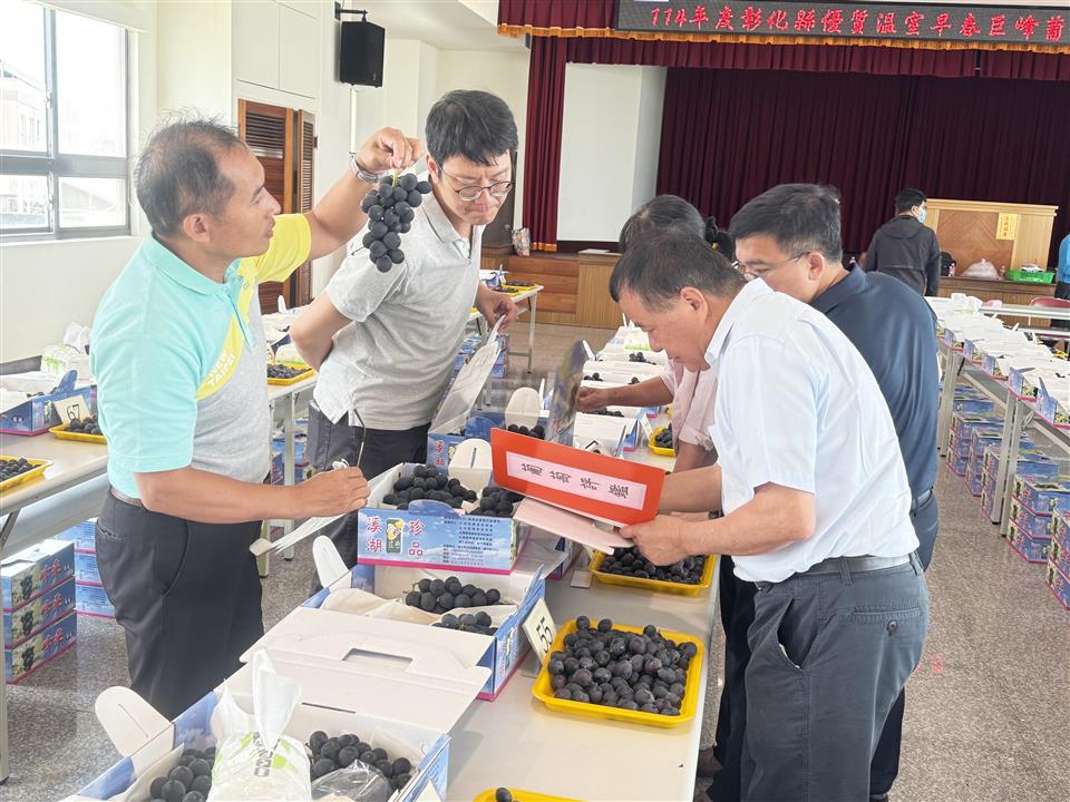 紫色選美大賽!彰化早春巨峰葡萄香氣四溢 溪湖陳震傑奪冠 - https://www.watchmedia01.com