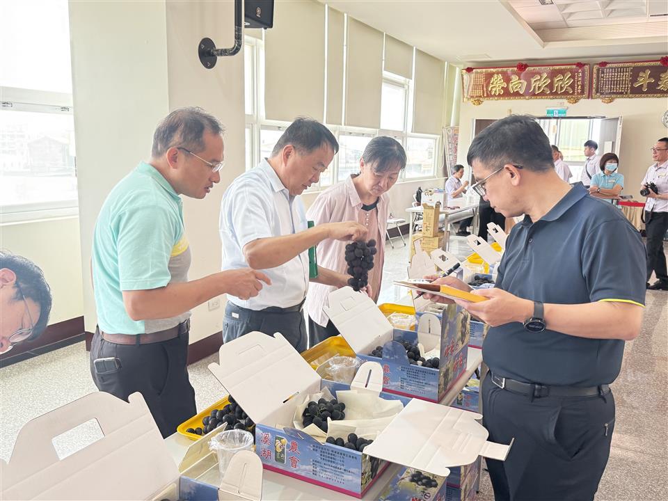 紫色選美大賽！彰化早春巨峰葡萄香氣四溢　溪湖陳震傑奪冠 - https://www.watchmedia01.com