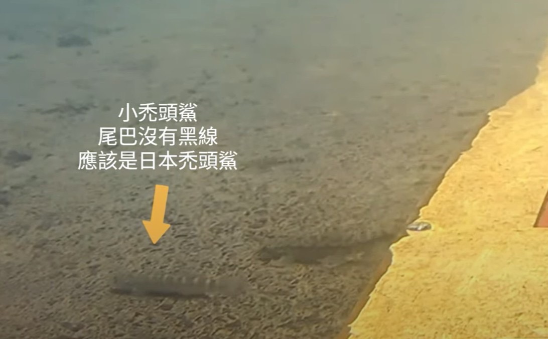 碧潭堰魚道設計兼顧生態多樣性 已有48魚種及3種蝦蟹類上溯 - https://www.watchmedia01.com