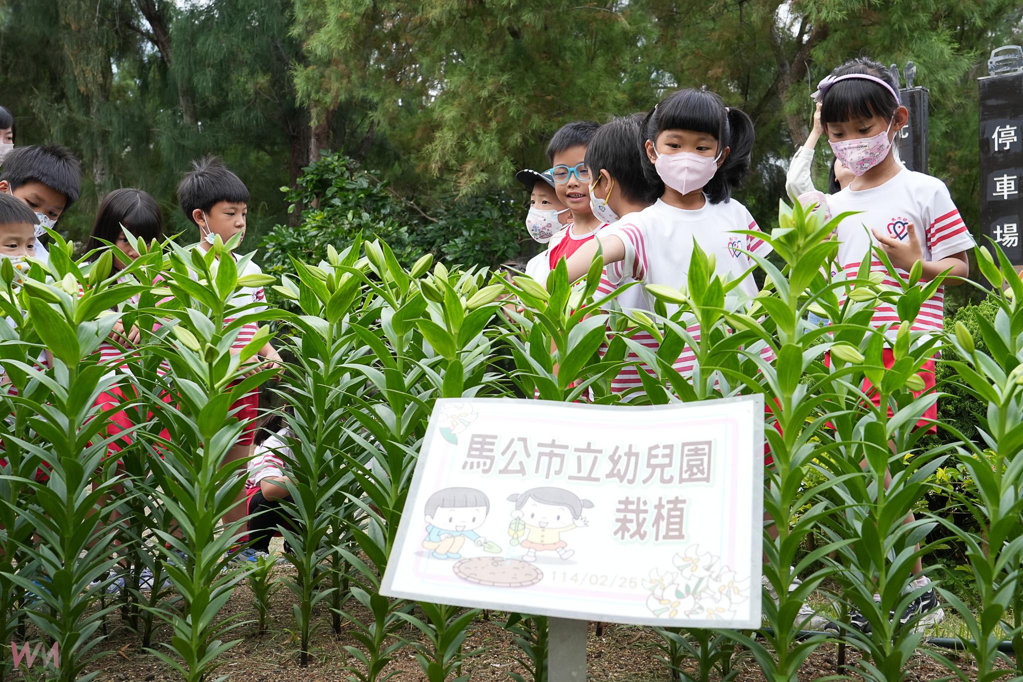 澎湖「初夏百合花季」即將綻放 為夏季旅遊揭開序幕 - https://www.watchmedia01.com