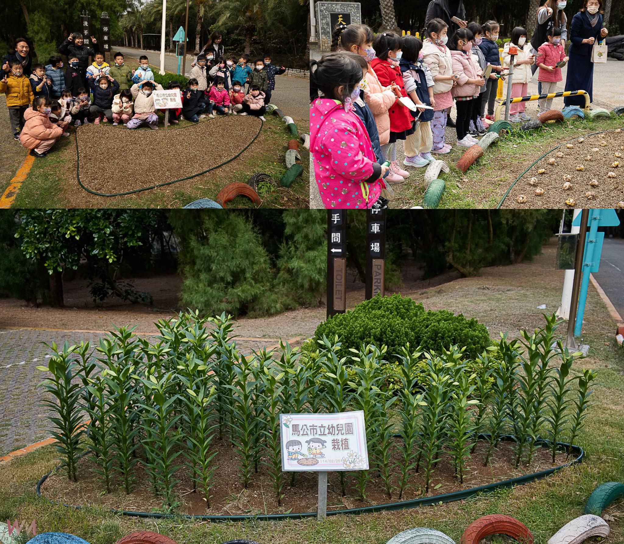澎湖「初夏百合花季」即將綻放 為夏季旅遊揭開序幕 - https://www.watchmedia01.com