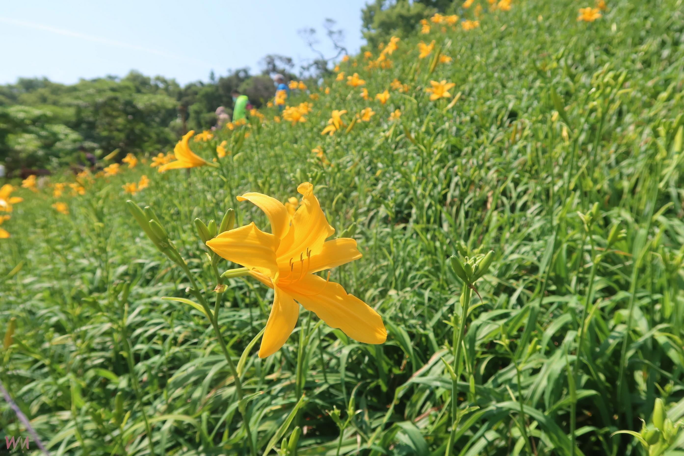 （有影片）／花海爆美！金針花開了！快帶媽媽來彰化虎山巖打卡花海吧 - https://www.watchmedia01.com