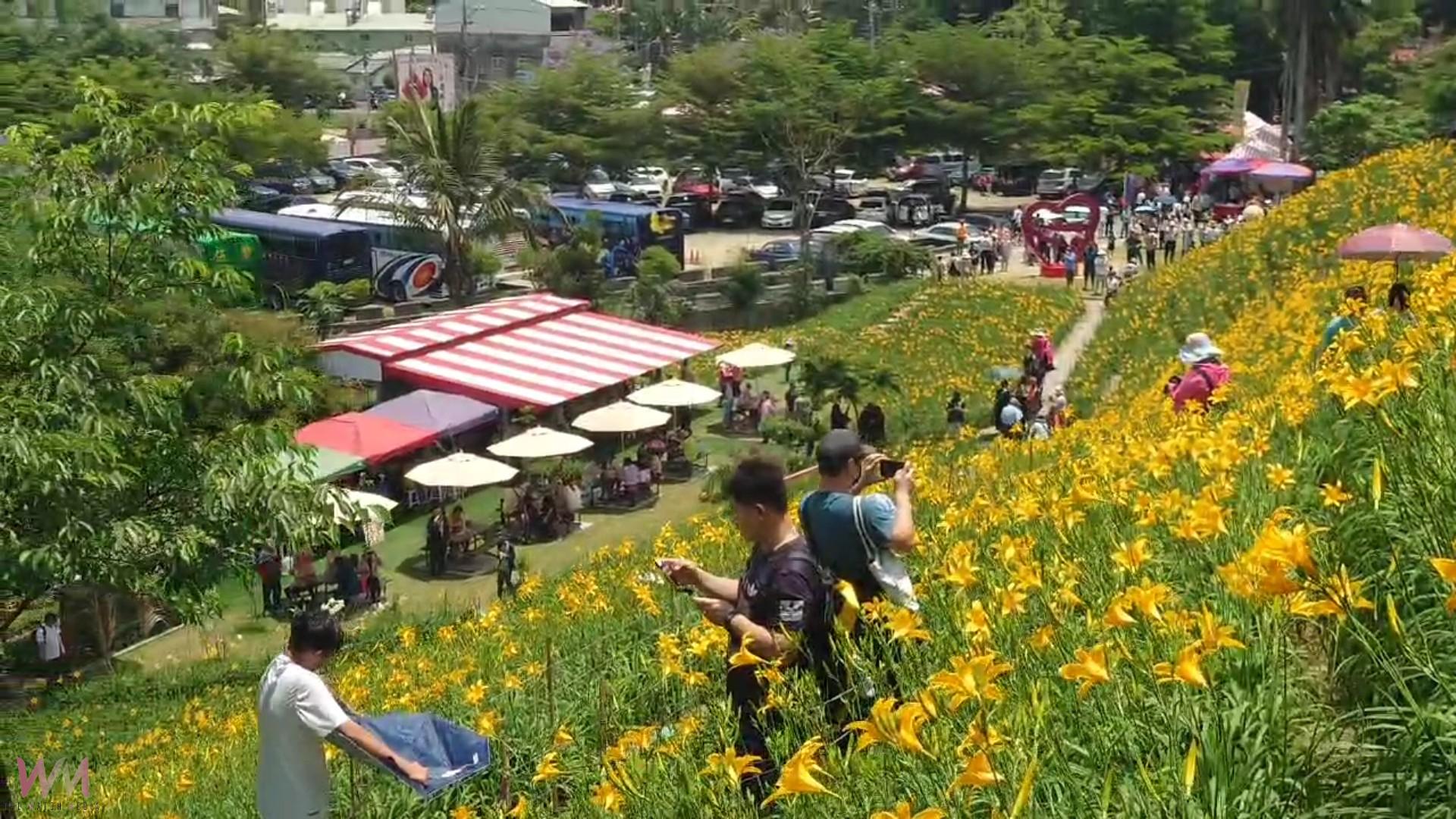 不必跑花東！虎山巖金針花海爆美！七成花開吸引萬人朝聖 - https://www.watchmedia01.com