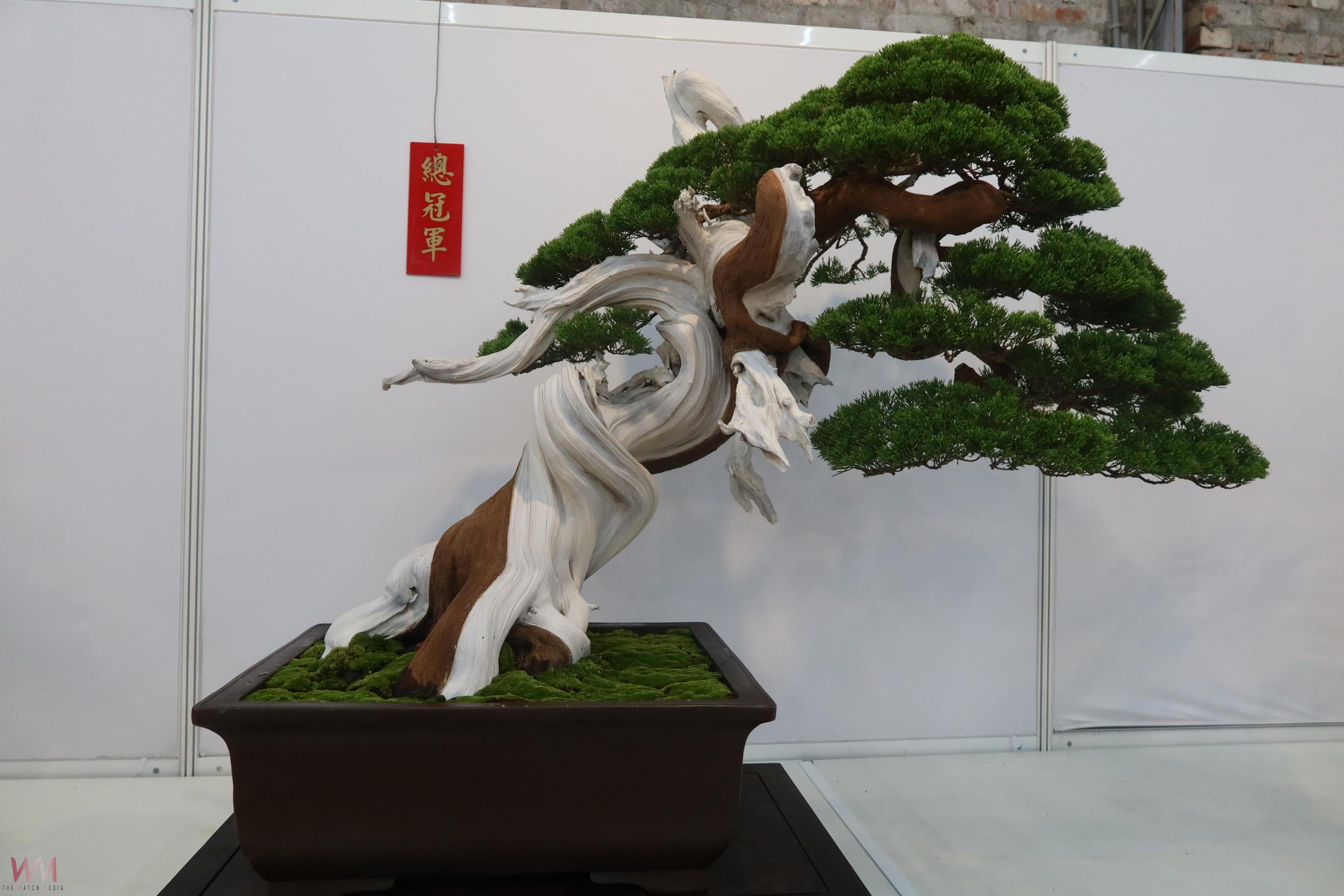 （有影片）／價值破億盆栽展登場！2025設計展預告亮點搶先看 - https://www.watchmedia01.com