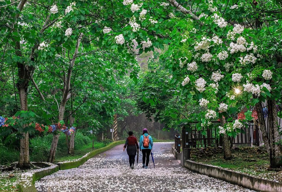不只賞花!走讀彰化初夏風土 從花海到老街的感官之旅 - https://www.watchmedia01.com