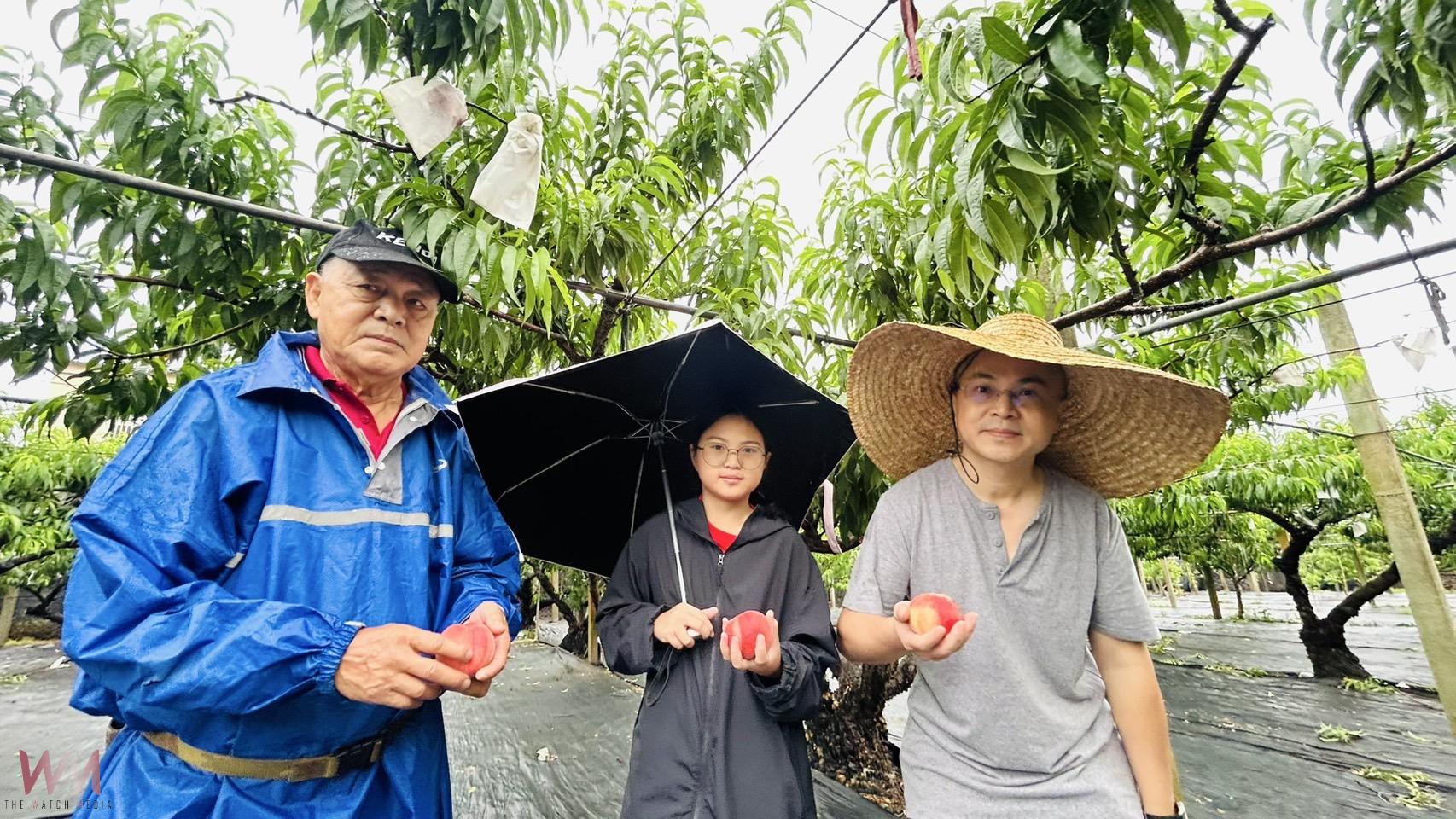 棄荖葉改種水蜜桃 永靖果農林有利成功栽培紅玉品種行銷全國各地 - https://www.watchmedia01.com
