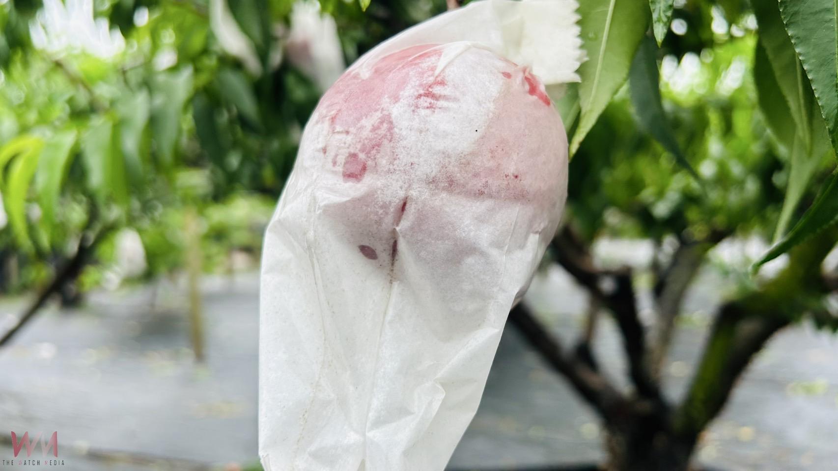 棄荖葉改種水蜜桃 永靖果農林有利成功栽培紅玉品種行銷全國各地 - https://www.watchmedia01.com