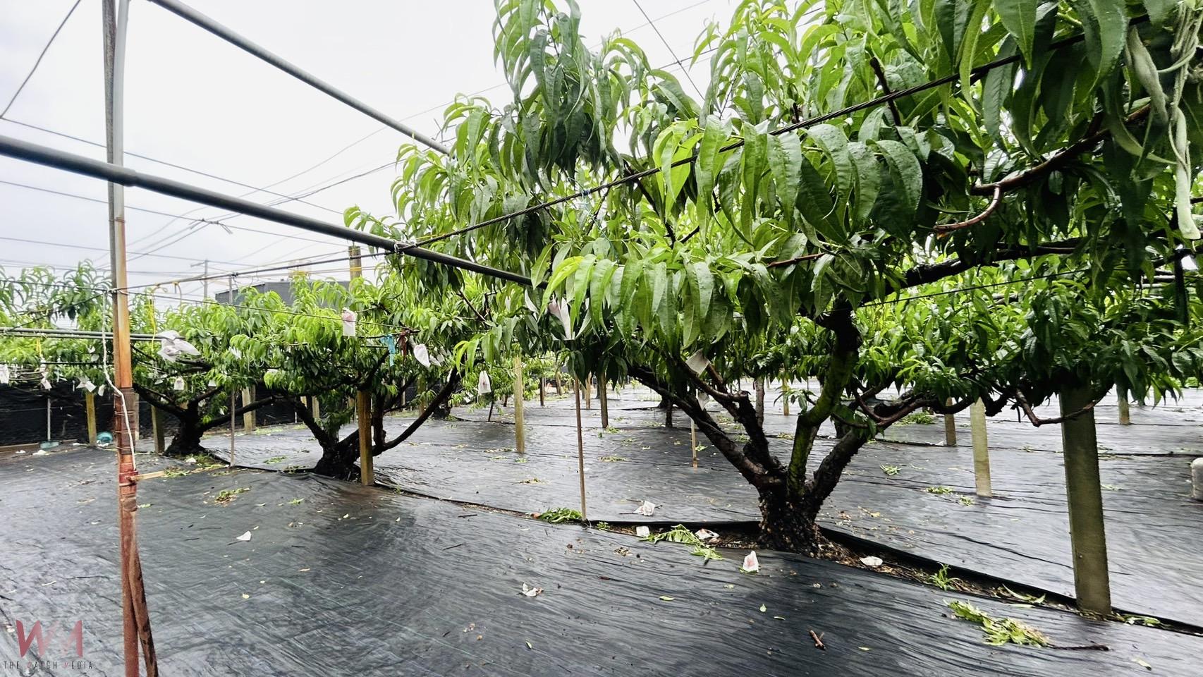 棄荖葉改種水蜜桃 永靖果農林有利成功栽培紅玉品種行銷全國各地 - https://www.watchmedia01.com