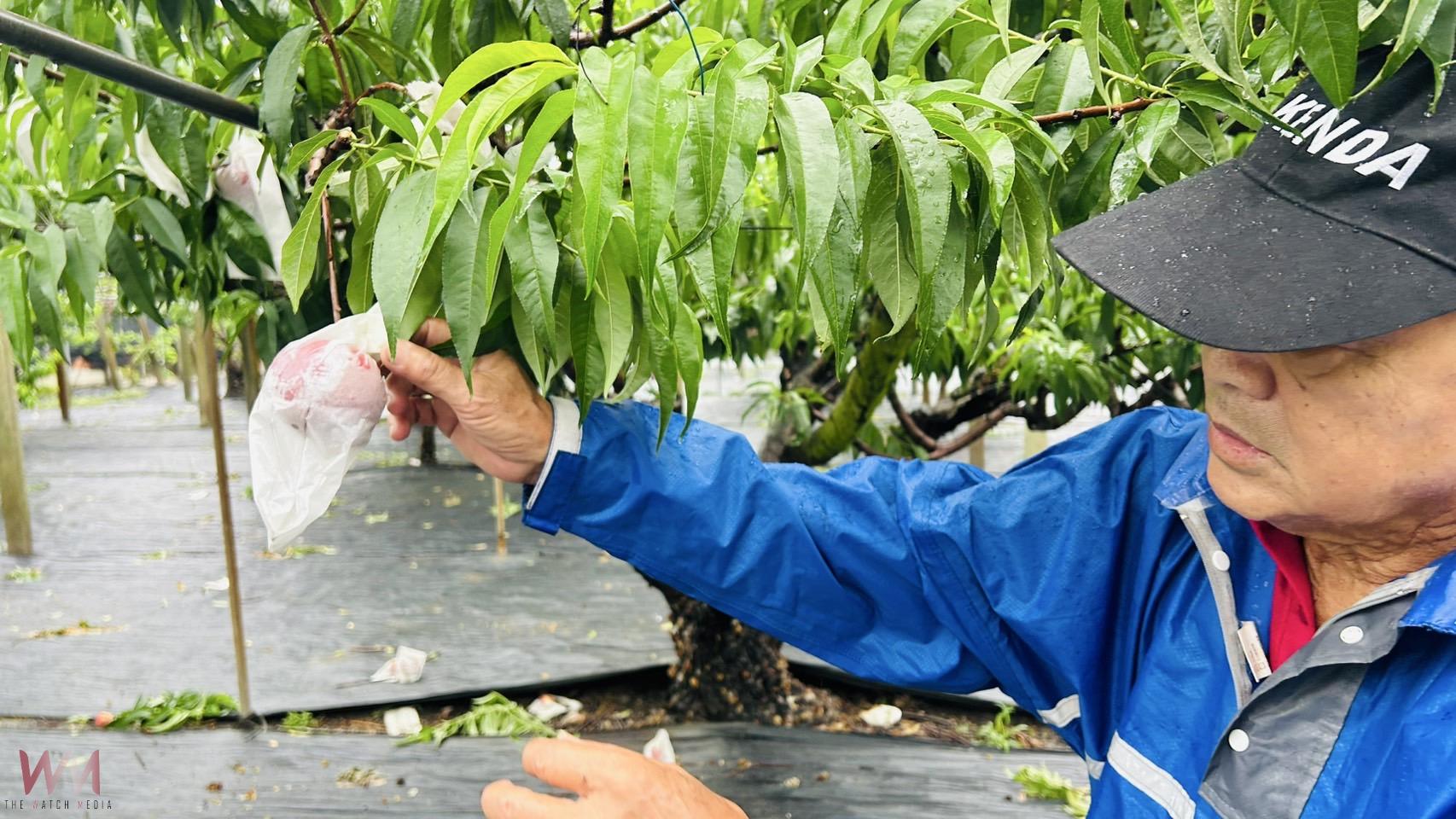 棄荖葉改種水蜜桃 永靖果農林有利成功栽培紅玉品種行銷全國各地 - https://www.watchmedia01.com