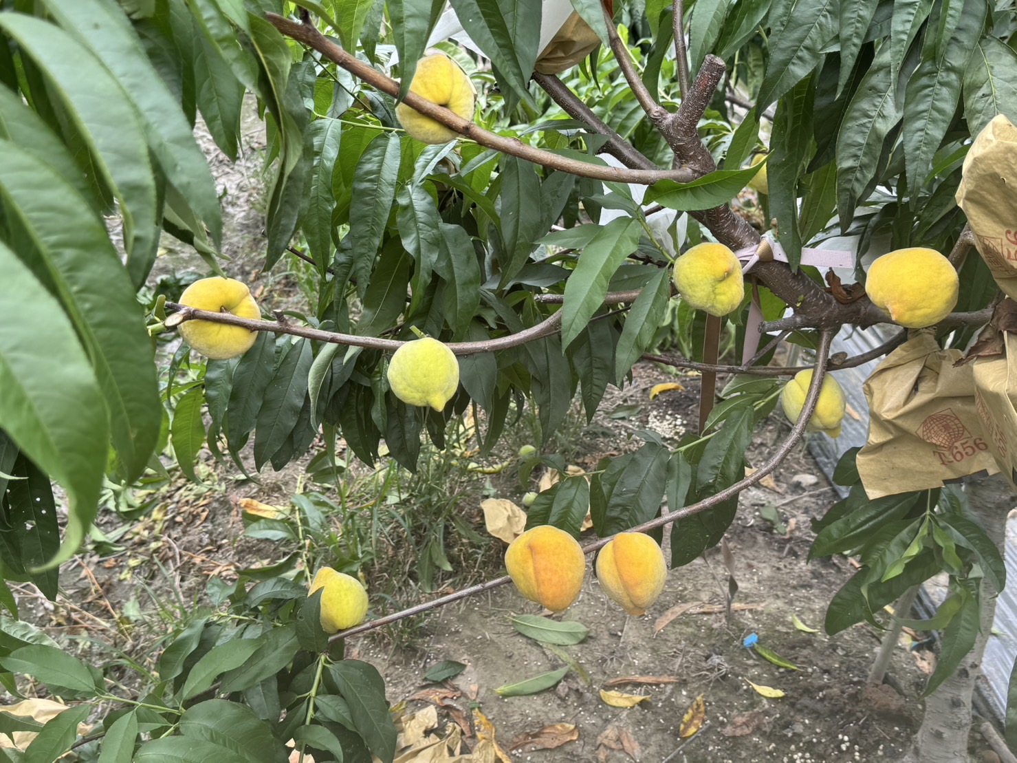 專業竊賊偷光光!神農獎果農「豐香」水蜜桃2千顆慘遭洗劫 - https://www.watchmedia01.com