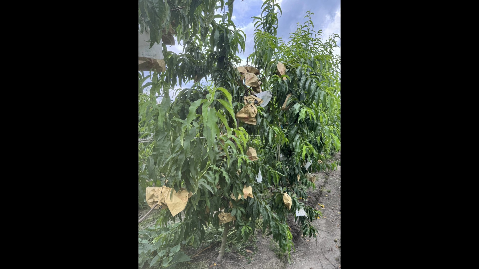 專業竊賊偷光光！神農獎果農「豐香」水蜜桃2千顆慘遭洗劫 - https://www.watchmedia01.com