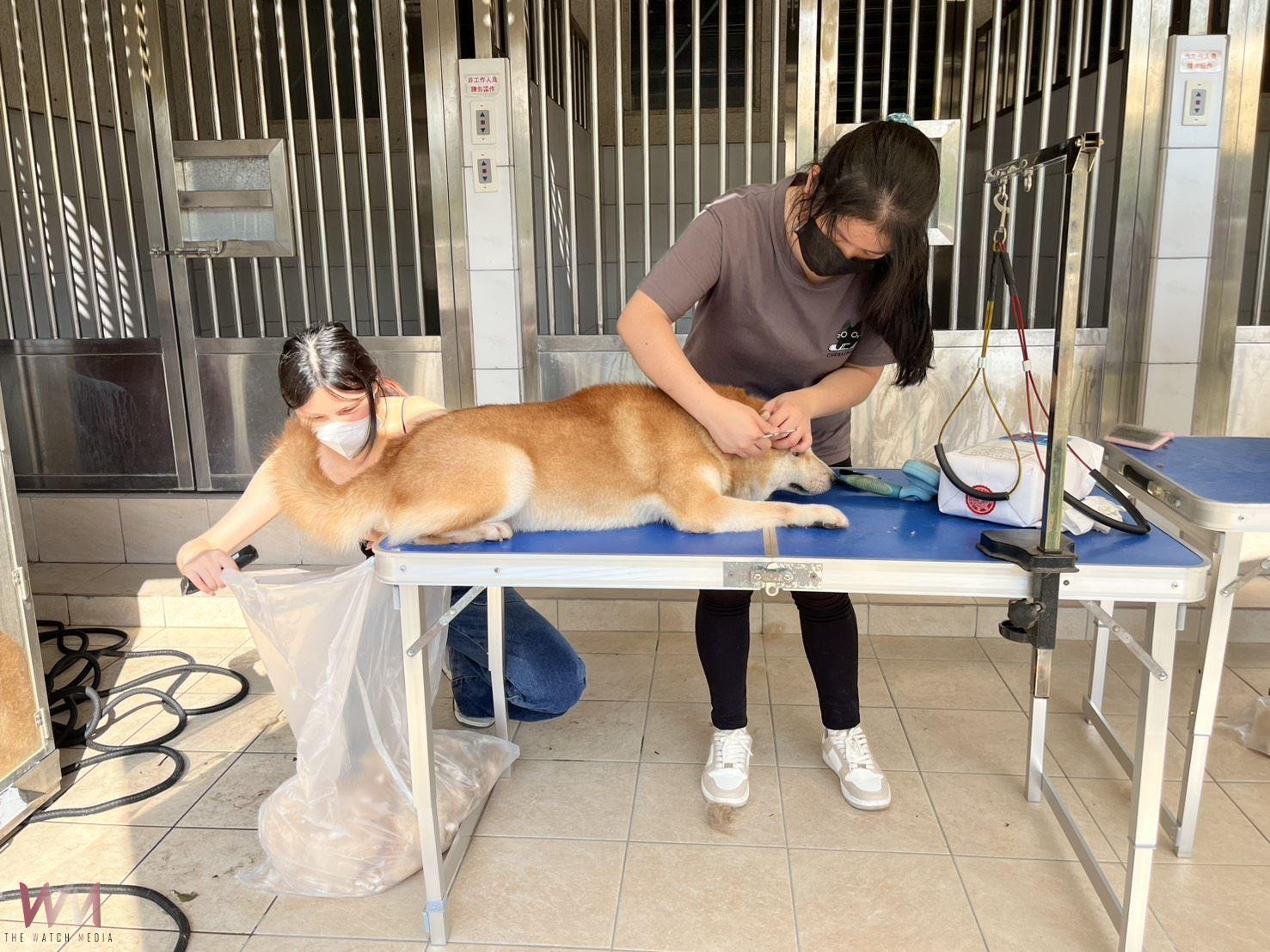 竹縣重罰惡意遺棄柴犬飼主41.5萬 16隻柴犬恢復元氣迎接新狗生 - https://www.watchmedia01.com