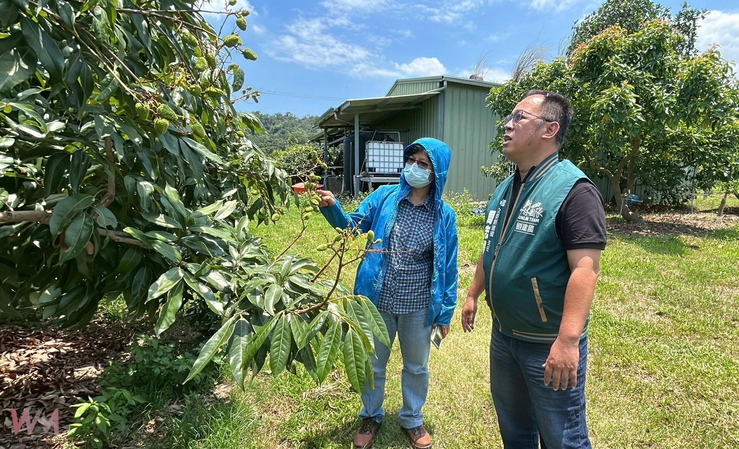古坑荔枝遭遇低溫襲擊災損　劉建國籲請農業部啟動補助 - https://www.watchmedia01.com