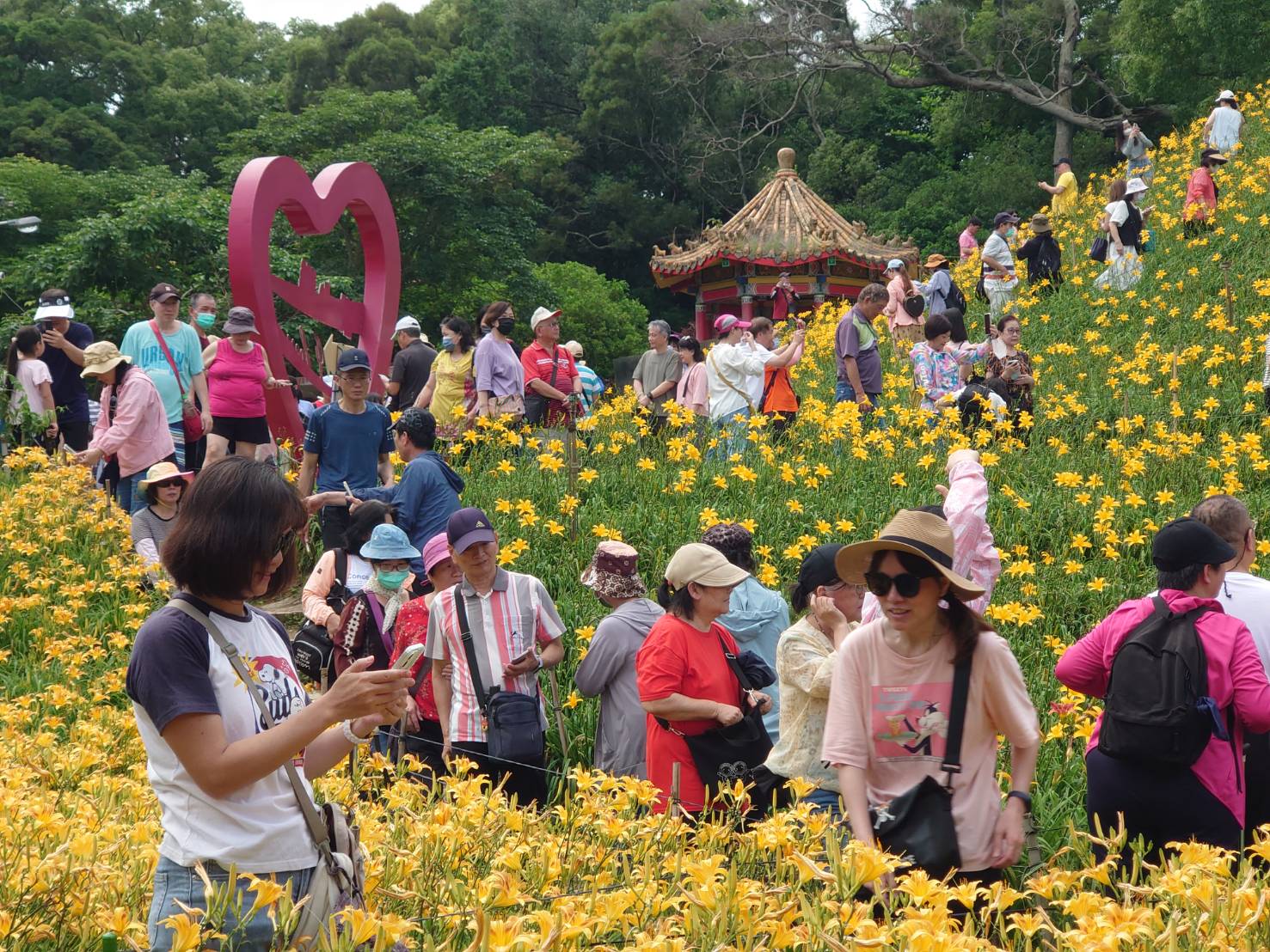 虎山巖金針花「塞爆」啦!花海慘遭踩踏 賞花變「怒花」? - https://www.watchmedia01.com