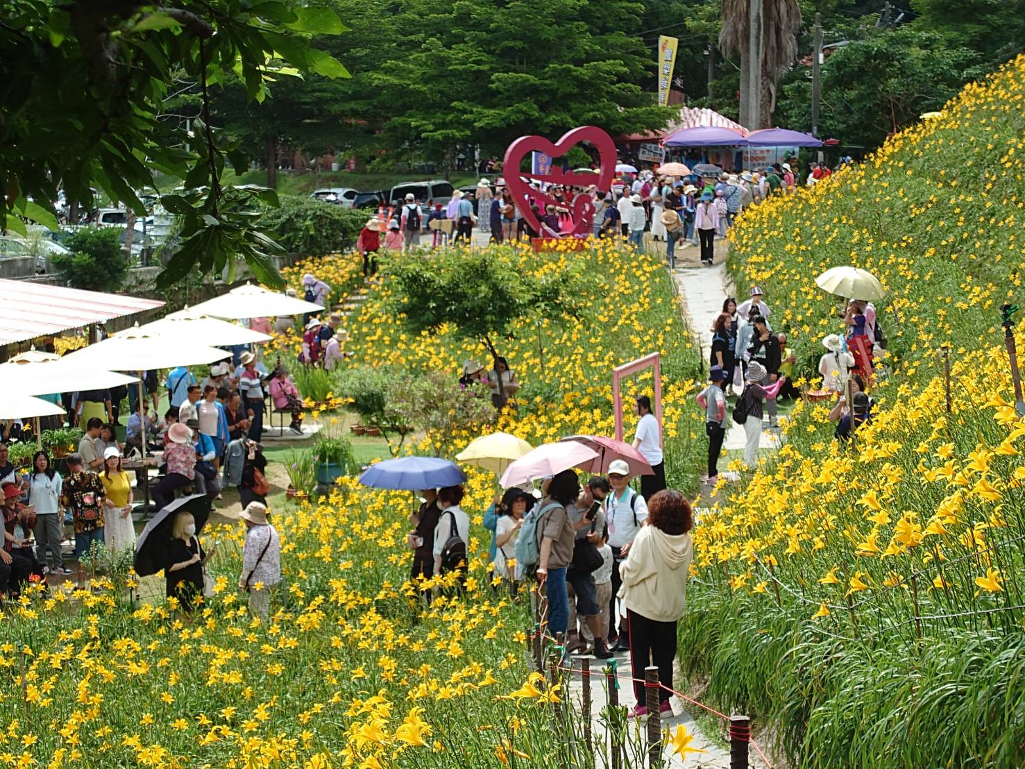 虎山巖金針花「塞爆」啦!花海慘遭踩踏 賞花變「怒花」? - https://www.watchmedia01.com