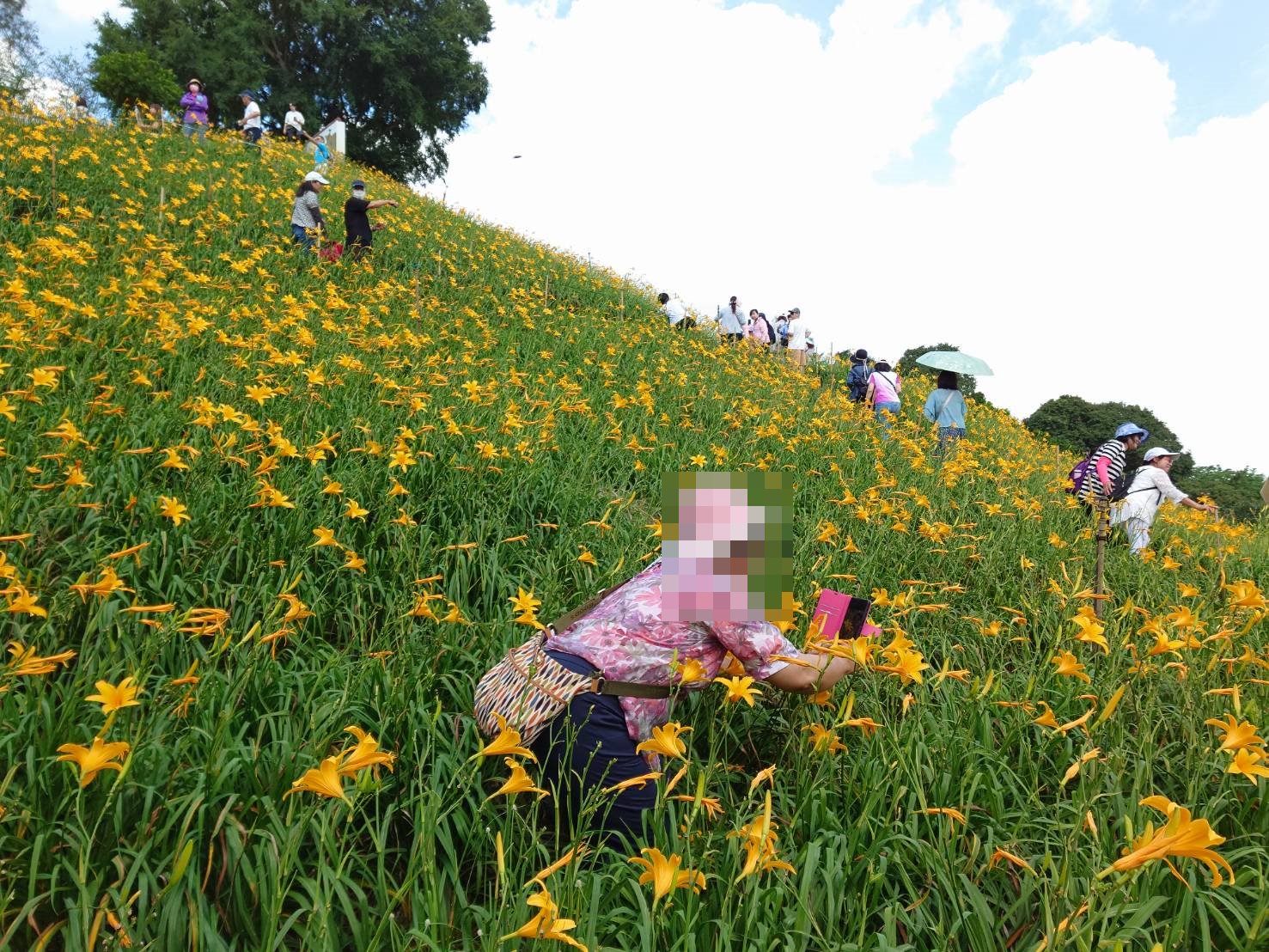 虎山巖金針花「塞爆」啦!花海慘遭踩踏 賞花變「怒花」? - https://www.watchmedia01.com