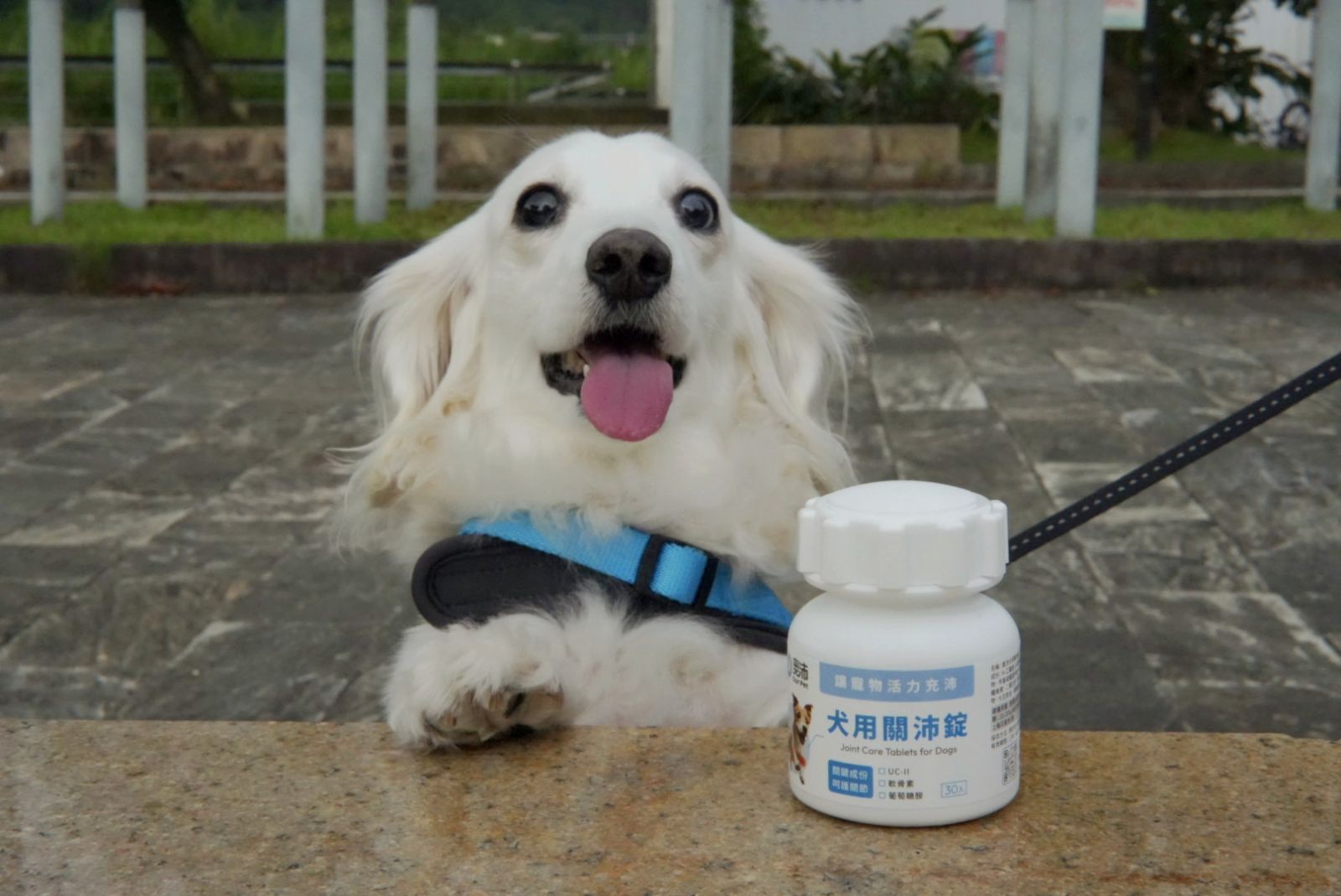 奧沛OurPet推出新一代寵物關節保健錠 劑型升級、適口性高受矚目 - https://www.watchmedia01.com