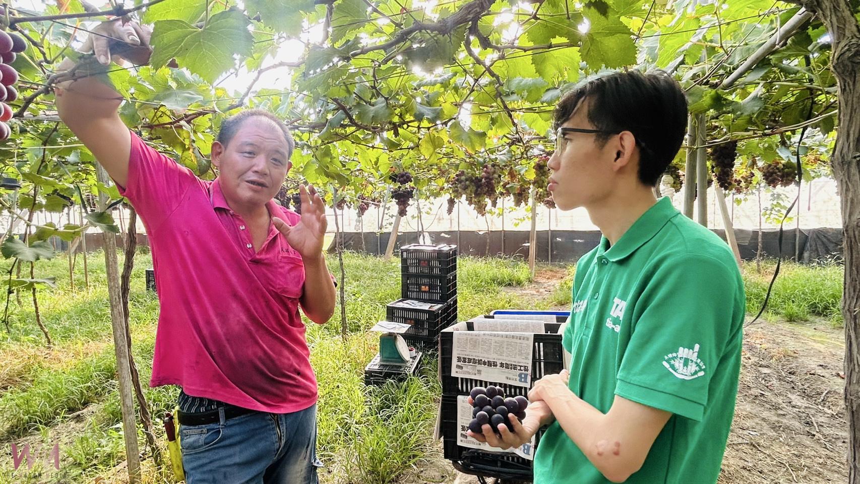 永靖知青江伯彥在嘉義大學攻讀專業學問 種出竹子村頂級巨峰葡萄 - https://www.watchmedia01.com