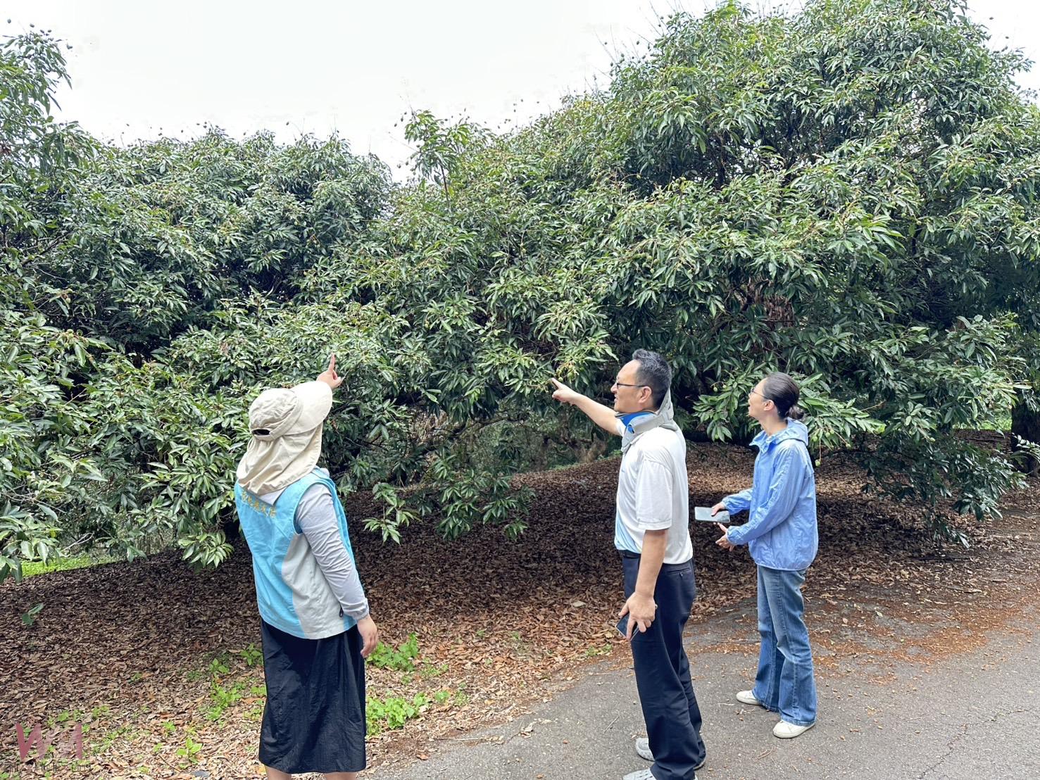 荔枝花遭凍損失慘重　彰化農友可申請每公頃最高10萬元補助 - https://www.watchmedia01.com