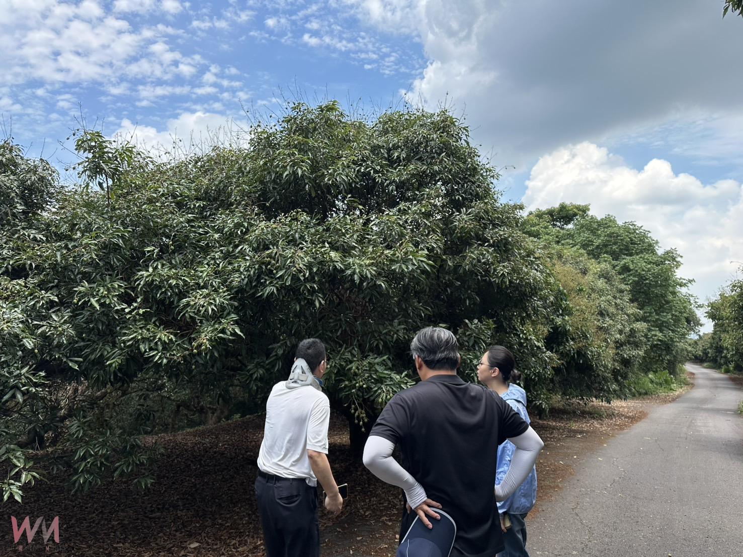 荔枝花遭凍損失慘重　彰化農友可申請每公頃最高10萬元補助 - https://www.watchmedia01.com