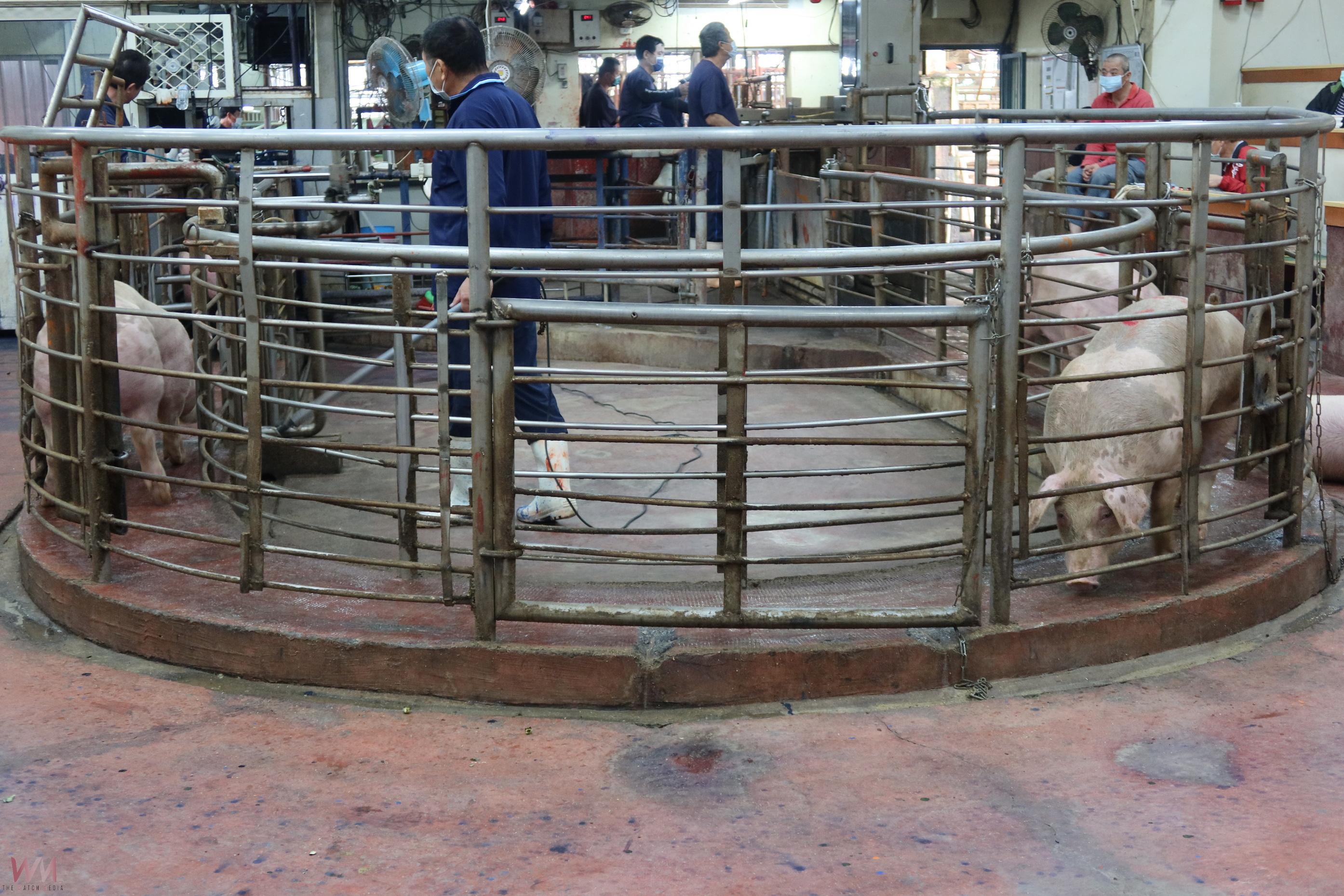 粽香帶旺豬肉需求　彰化肉品市場日拍賣量擬增至2500頭 - https://www.watchmedia01.com