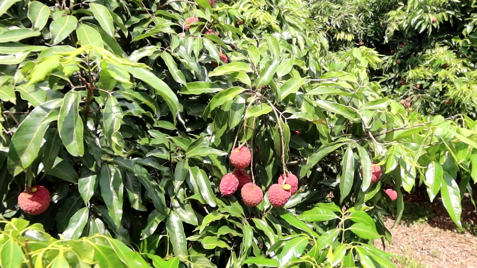 芬園荔枝遭低溫重創　產量僅三成　果農可申請天然災害救助 - https://www.watchmedia01.com