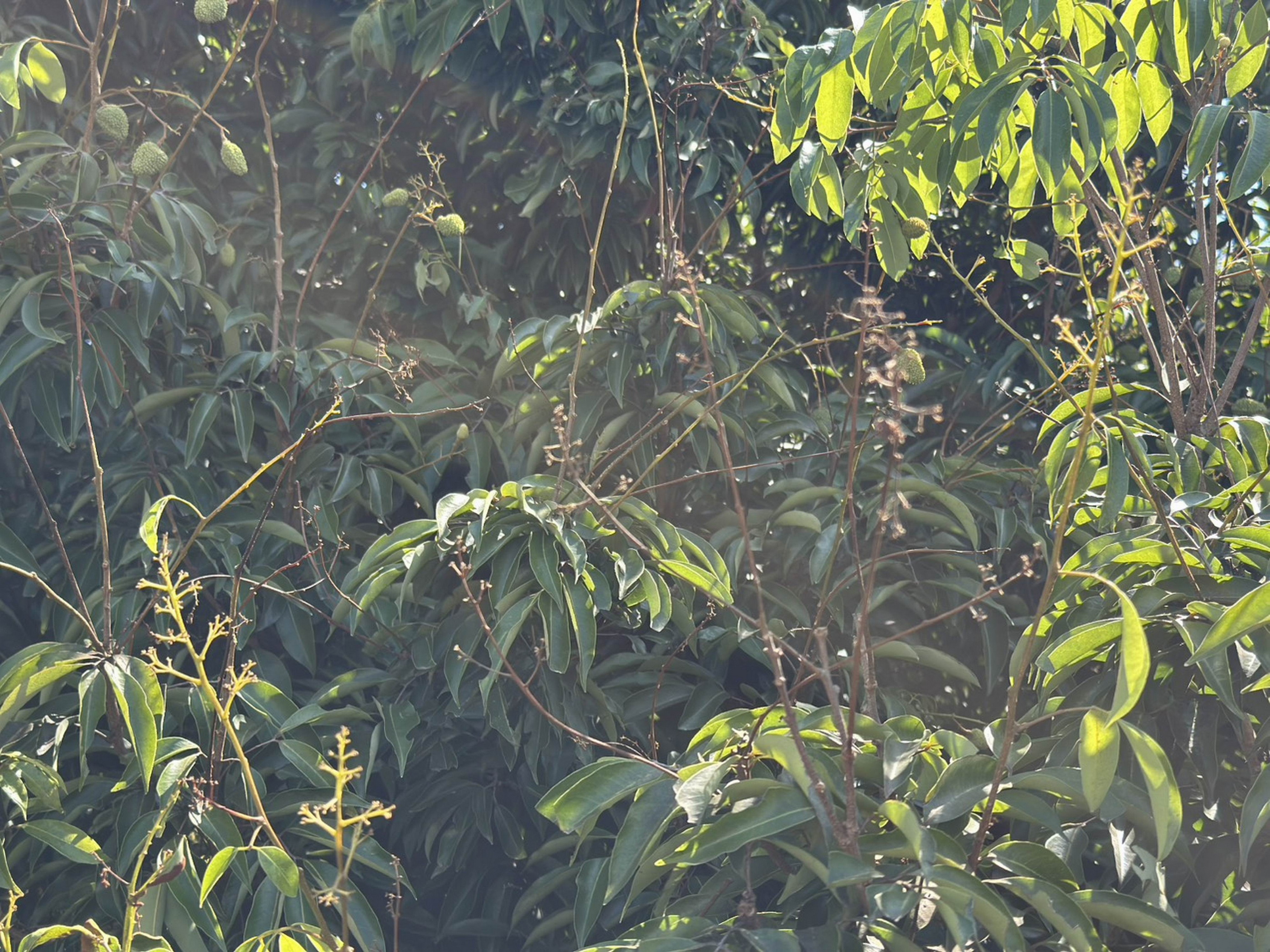 芬園荔枝遭低溫重創　產量僅三成　果農可申請天然災害救助 - https://www.watchmedia01.com