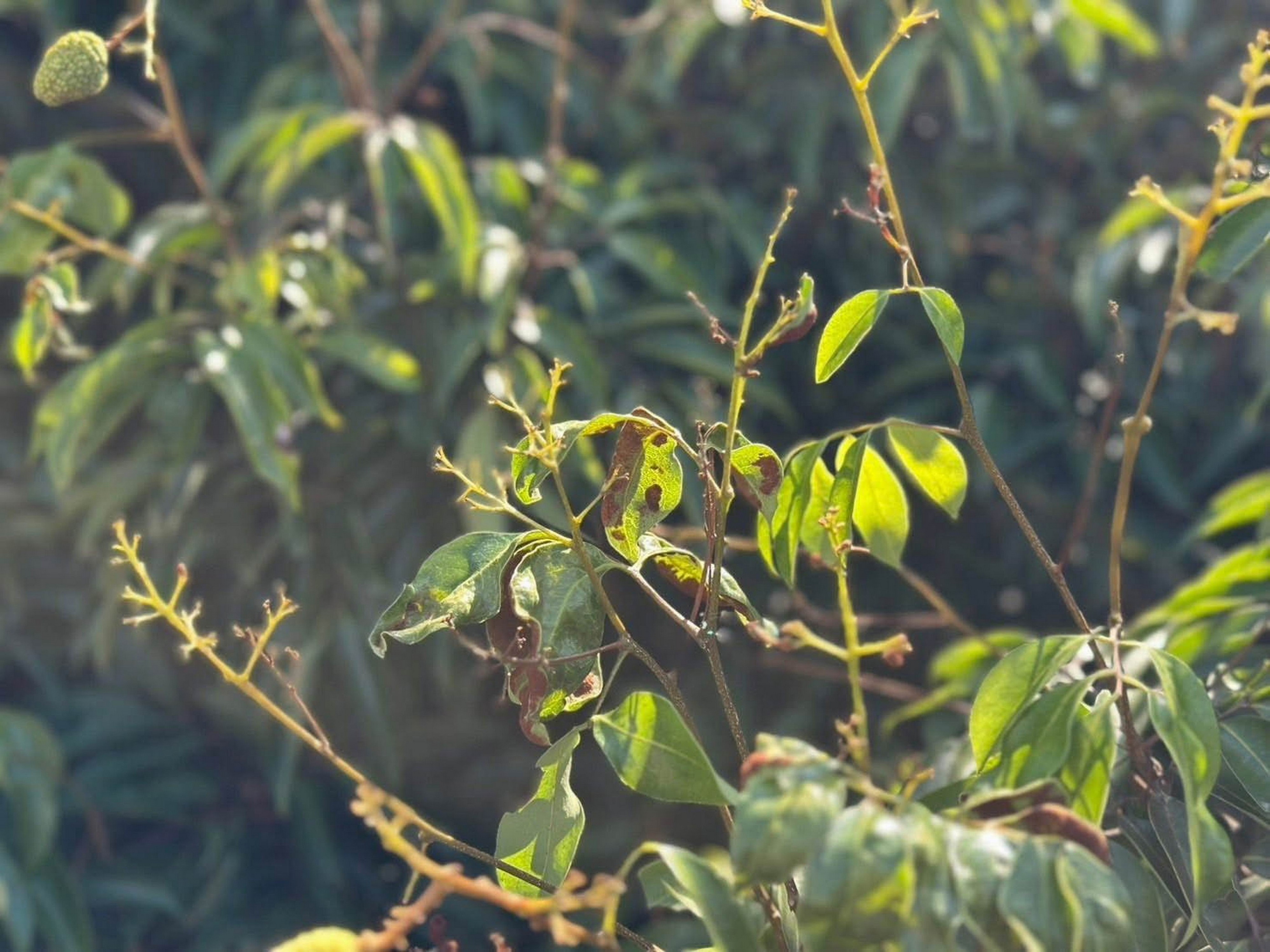 芬園荔枝遭低溫重創　產量僅三成　果農可申請天然災害救助 - https://www.watchmedia01.com