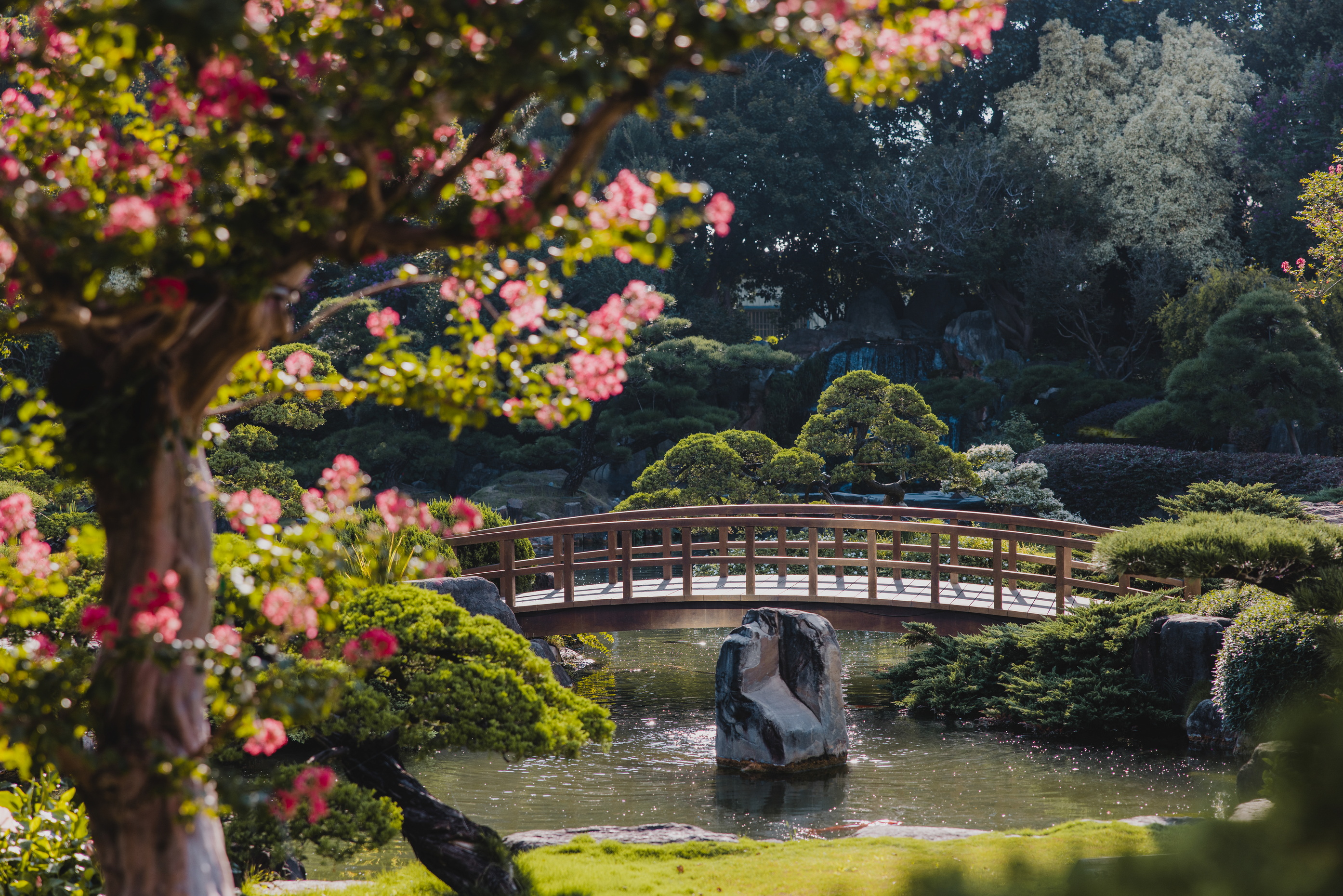 夏日限定粉紅花海！走訪永靖成美文化園　百日紅花季夢幻登場 - https://www.watchmedia01.com