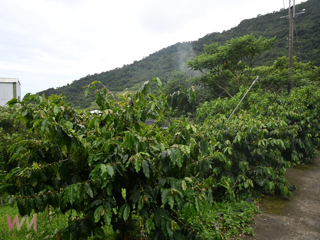 迎曙光吹海風的咖啡豆 太麻里山區金土咖休閒農場成台灣最佳咖啡寶地 - https://www.watchmedia01.com