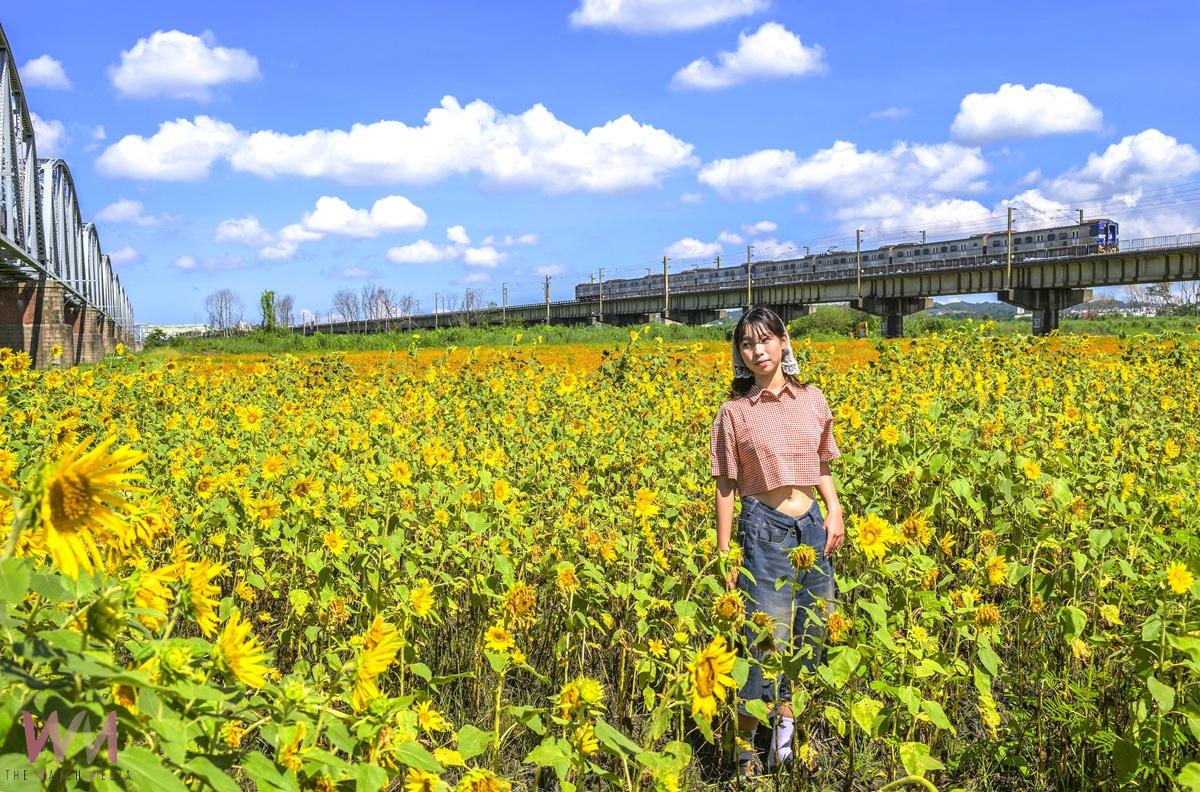 今年高屏舊鐵橋花海近尾聲 花迷們把握花期最後一波 - https://www.watchmedia01.com
