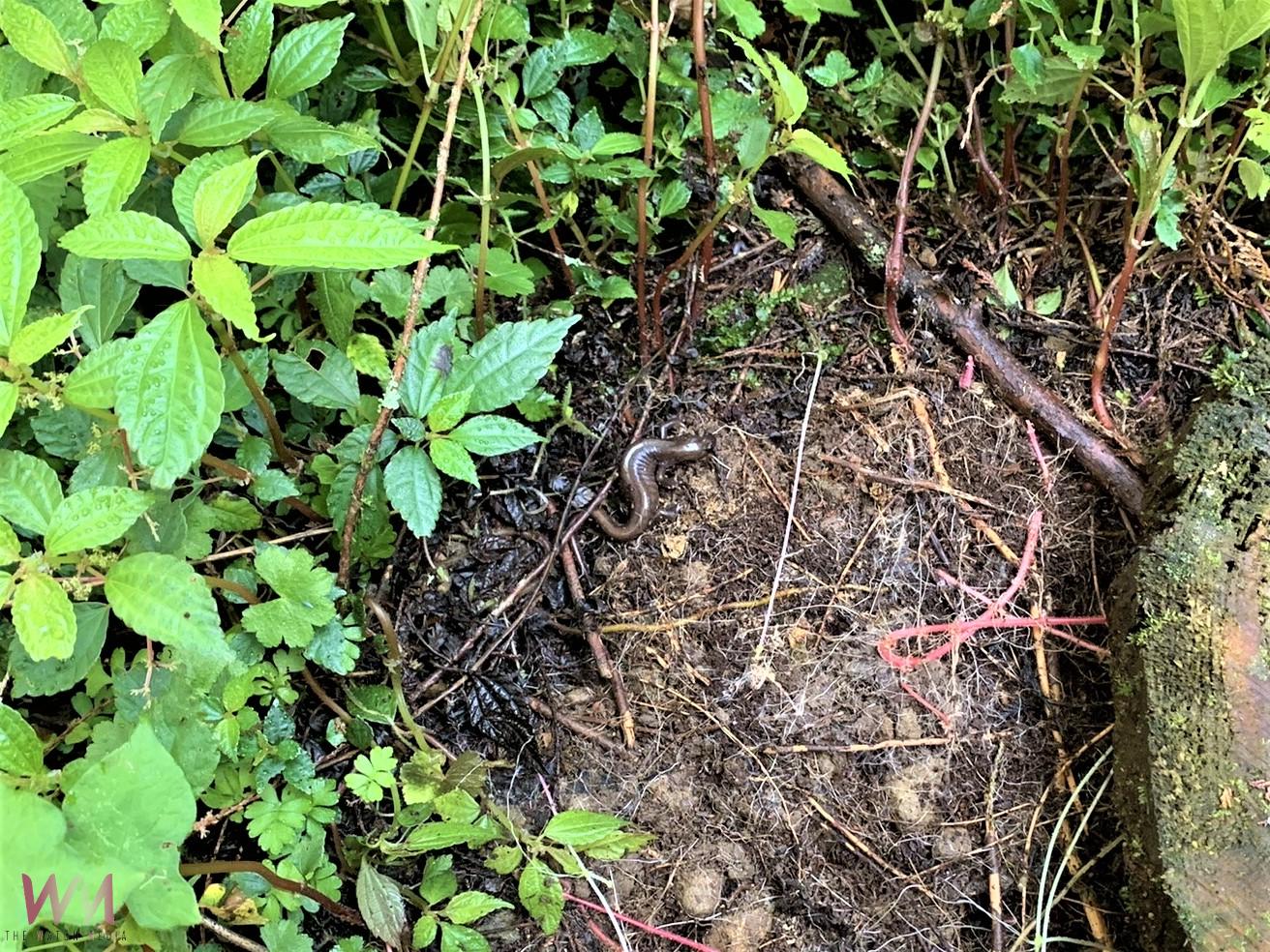 保育阿里山山椒魚　通訊企業與林保嘉義分署簽署合作備忘錄 - https://www.watchmedia01.com
